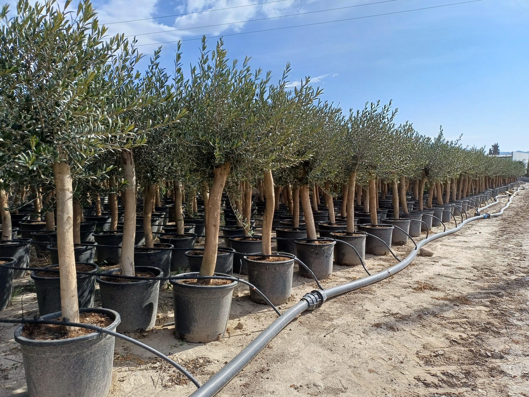 Olea Lechin - Oliva Ulivi ''30 anni'', 190 cm, qualità A+, resistente all'inverno