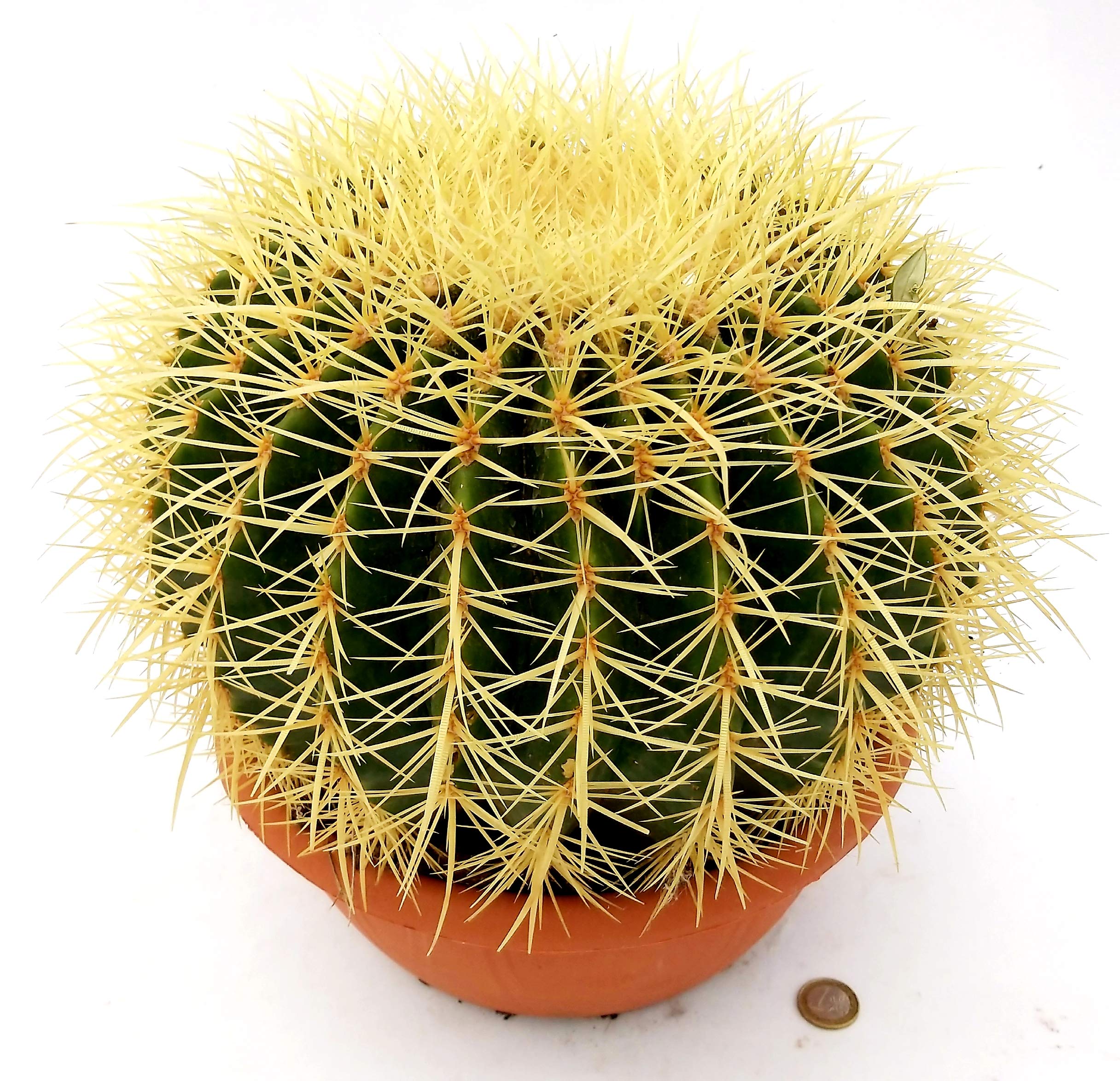 POWERS TO FLOWERS - ECHINOCACTUS GRUSONII XXL, CIOTOLA 26cm, cuscino della suocera, pianta vera