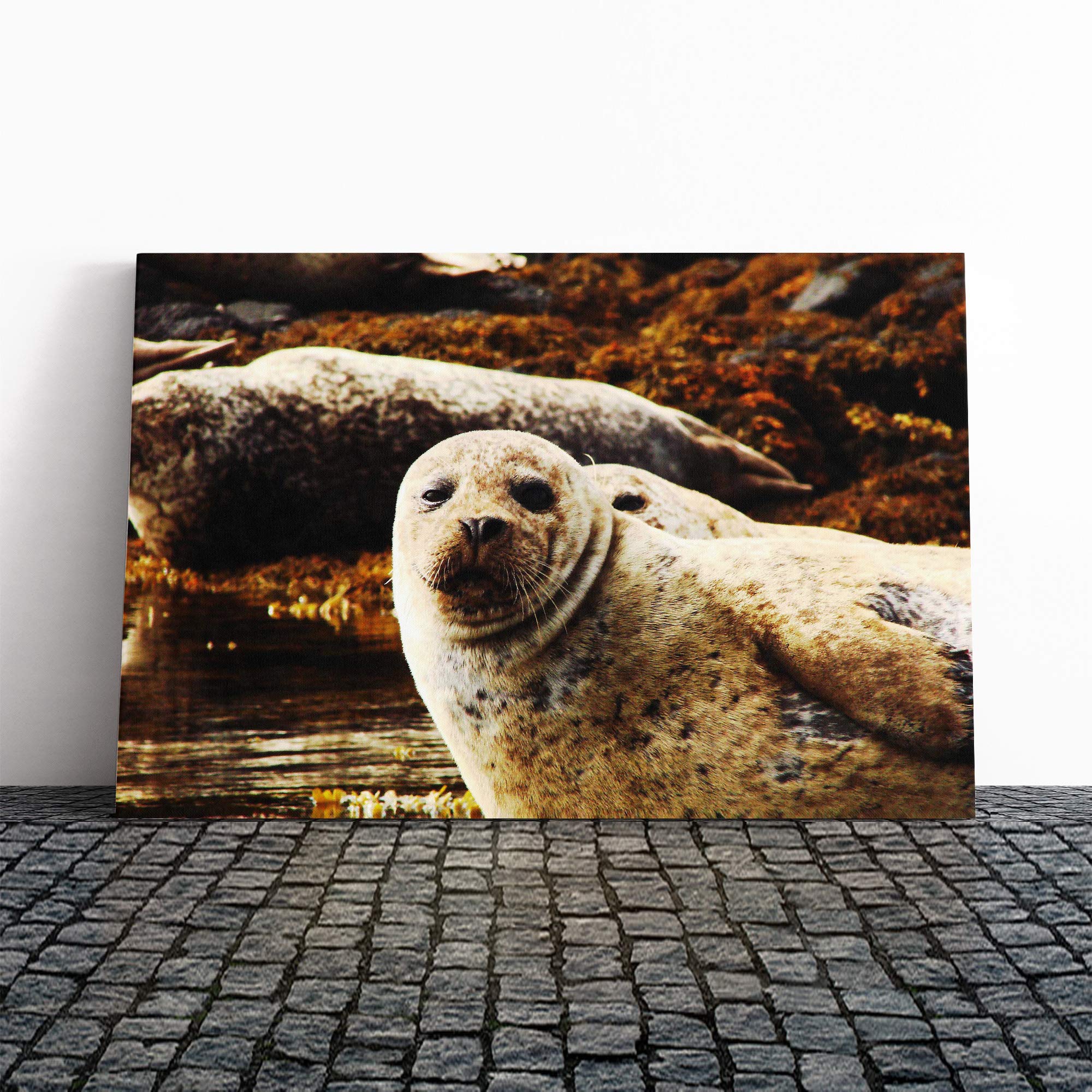 Sea Lions Canvas Print | Gallery Wrapped 30mm Frame Wall Art | 30x20 inches | Ready to Hang | Modern Seascape Picture | Living Room Bedroom Lounge Office