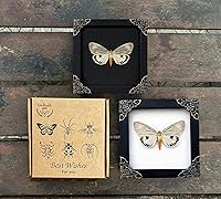 Vista 4 de Real Butterfly Framed Wall Art, Black Background Insect Display, Entomology Specimen Shadow Box, Dark Elegant Home Decor