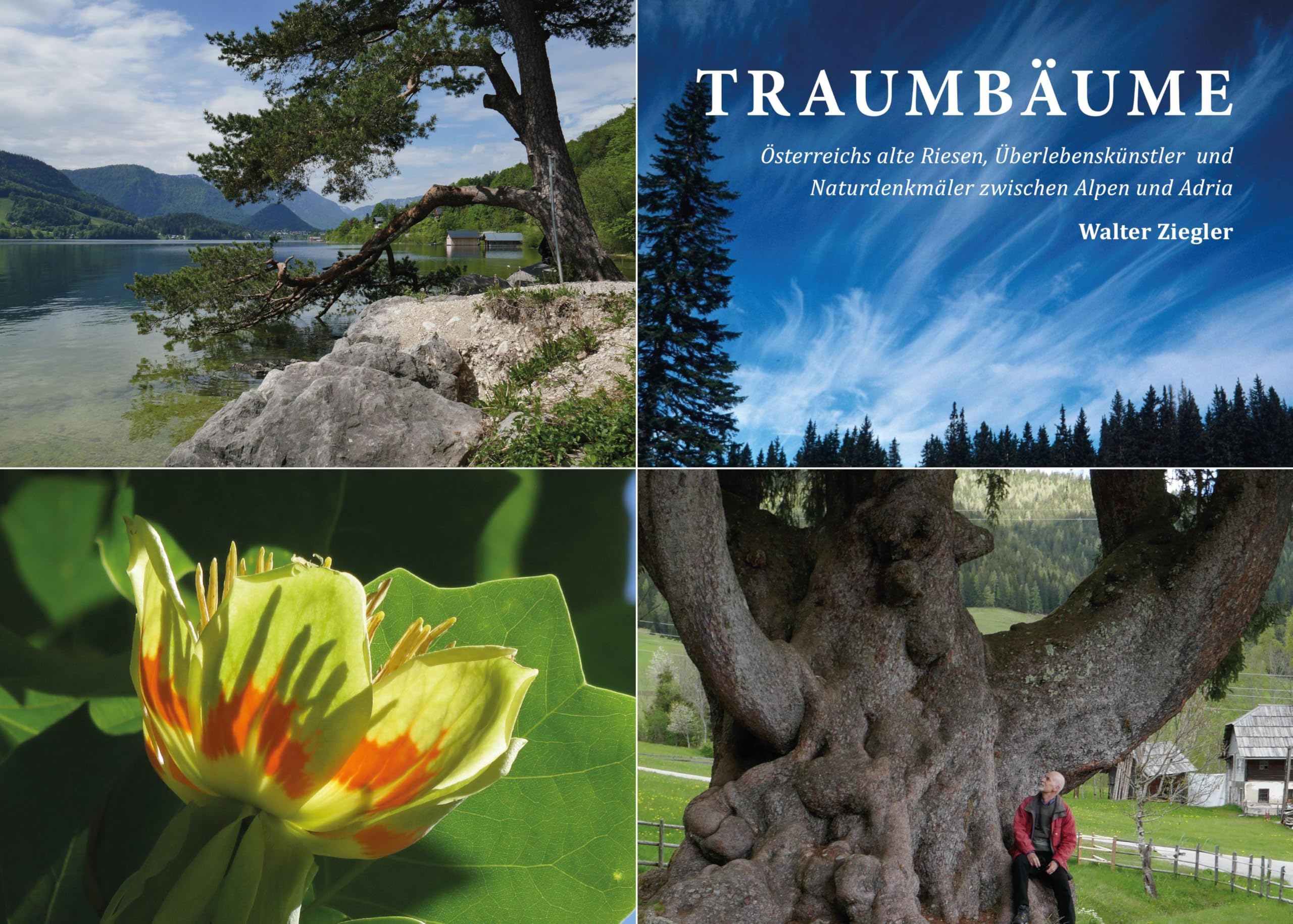 Livre Traumbäume beau livre à offrir aux passionnés de nature