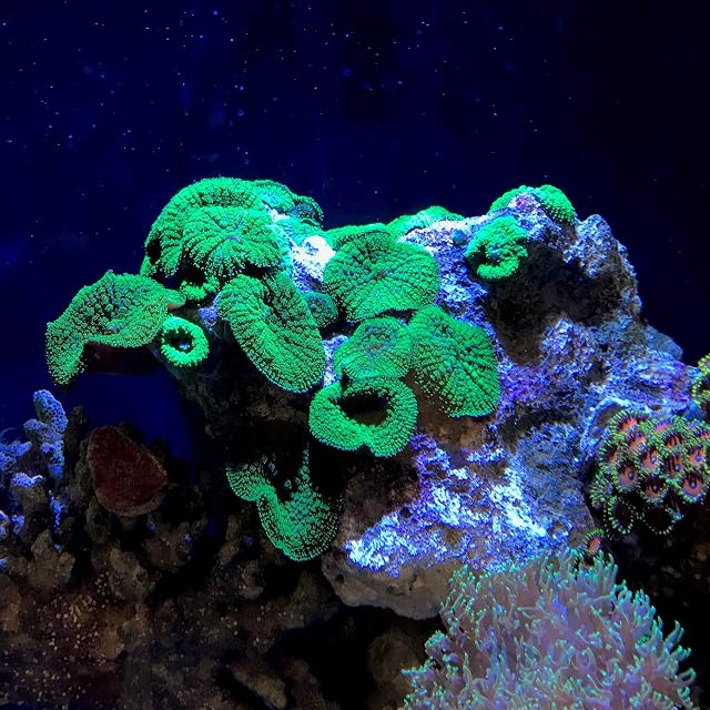 Foto 2 de 2 de Seachem Reef Advantage Estroncio, 600 g