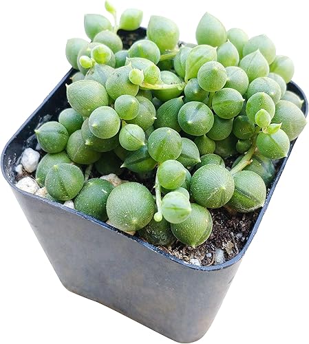 Cadena de Perlas Plantas Suculentas (2 pulgadas)
