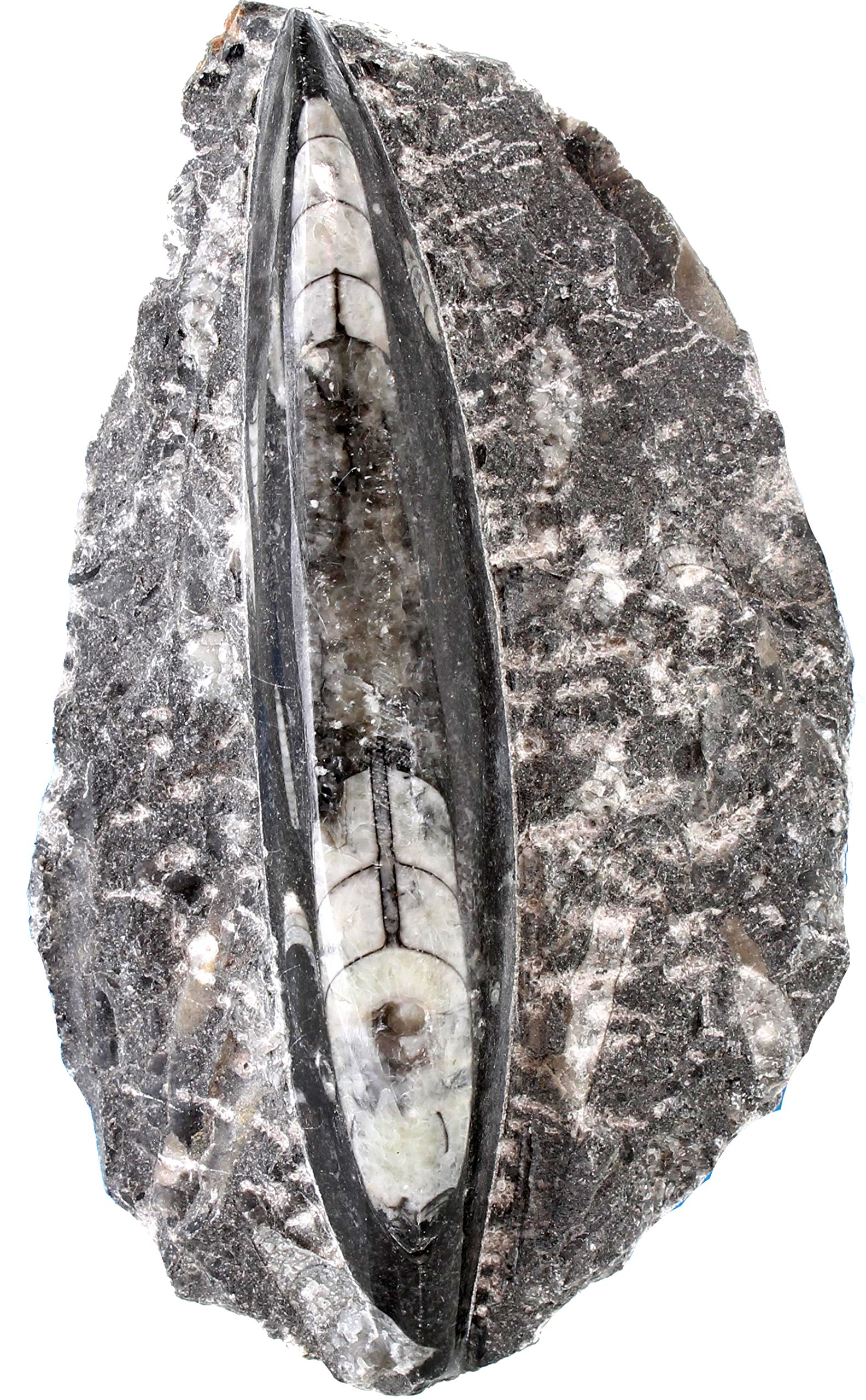 Amazon.com: Single Orthoceras Fossil in Matrix : Toys & Games