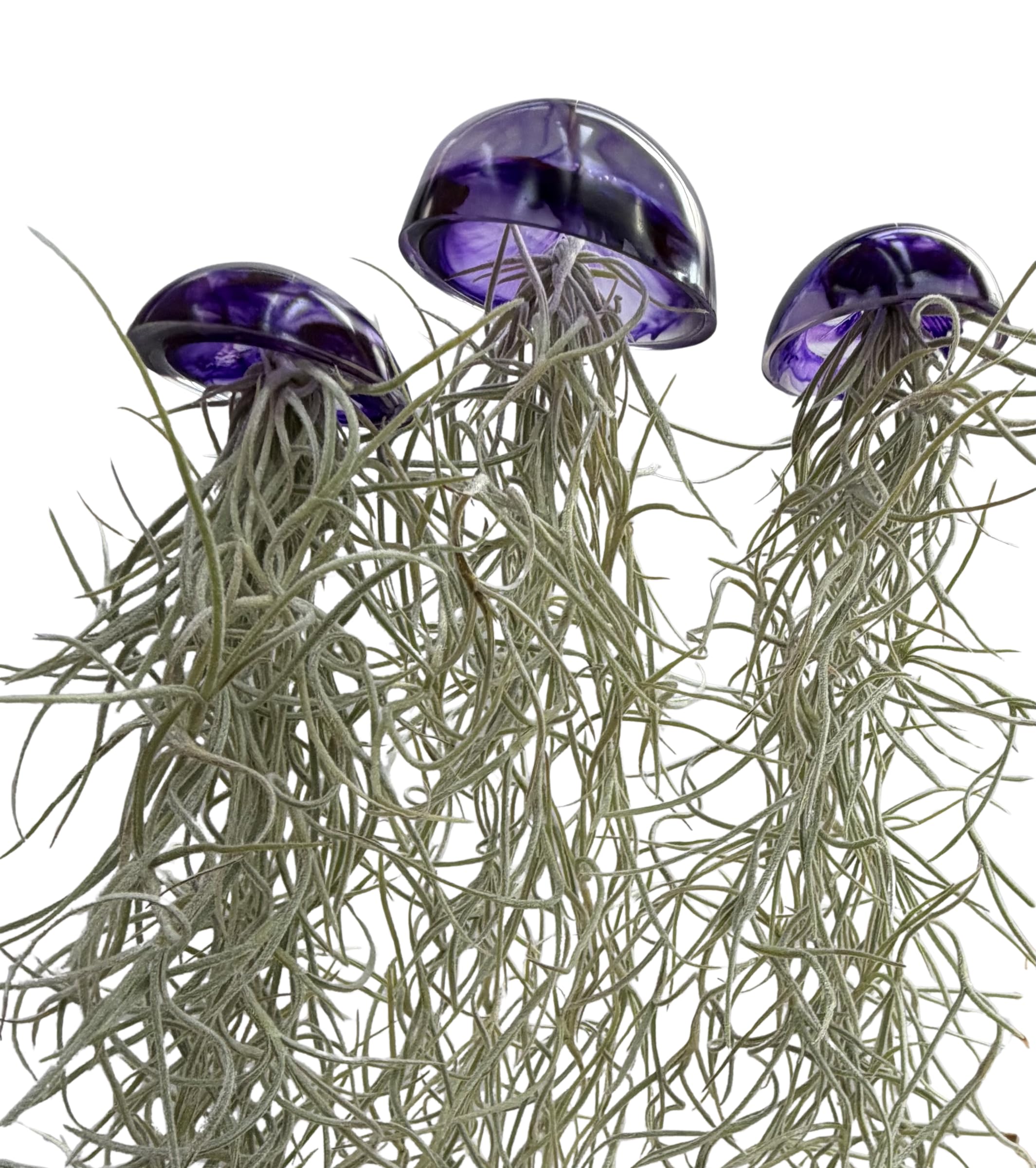 Juego de tres plantas de aire de medusas de cristal púrpura epoxi tillandsia plantas aéreas.