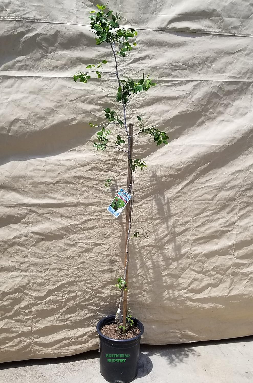 Jujube Fruit Tree 'Li Ziziphus Jujuba Chinese Date 5 Gallon Potted 5FT to 6FT Tall 4 Year Old
