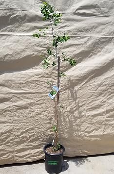Jujube Fruit Tree Ziziphus Jujuba Chinese Date 5 Gallon Potted 5FT to 6FT Tall 4 Year Old Sugar Cane JuJUBE