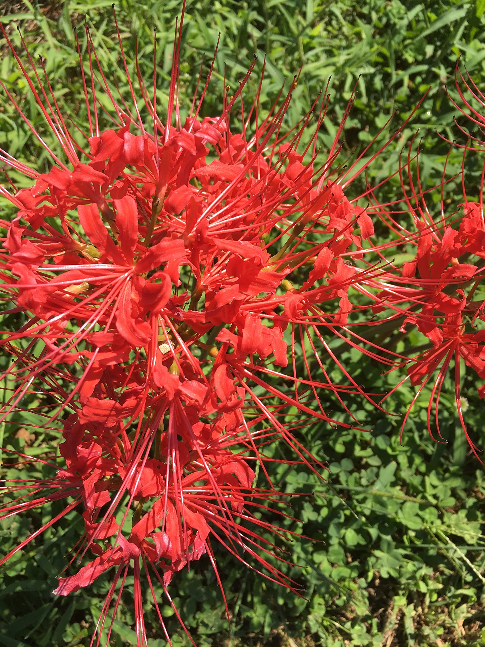 【Lily様】専用・赤360g×2袋≪フォロー＆リピート割特価≫ Amazon.com : 2 Bareroot Red Surprise Lily/Resurrection Lily/Naked