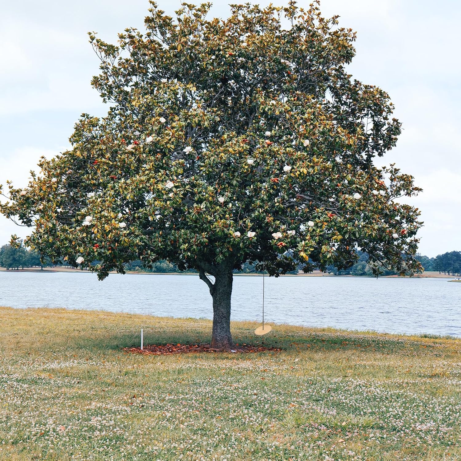Wooden Disc Swing for High-Strength Load-Bearing Thickened Outdoor Round Seat with Heavy Duty Braided Rope for Backyard Play