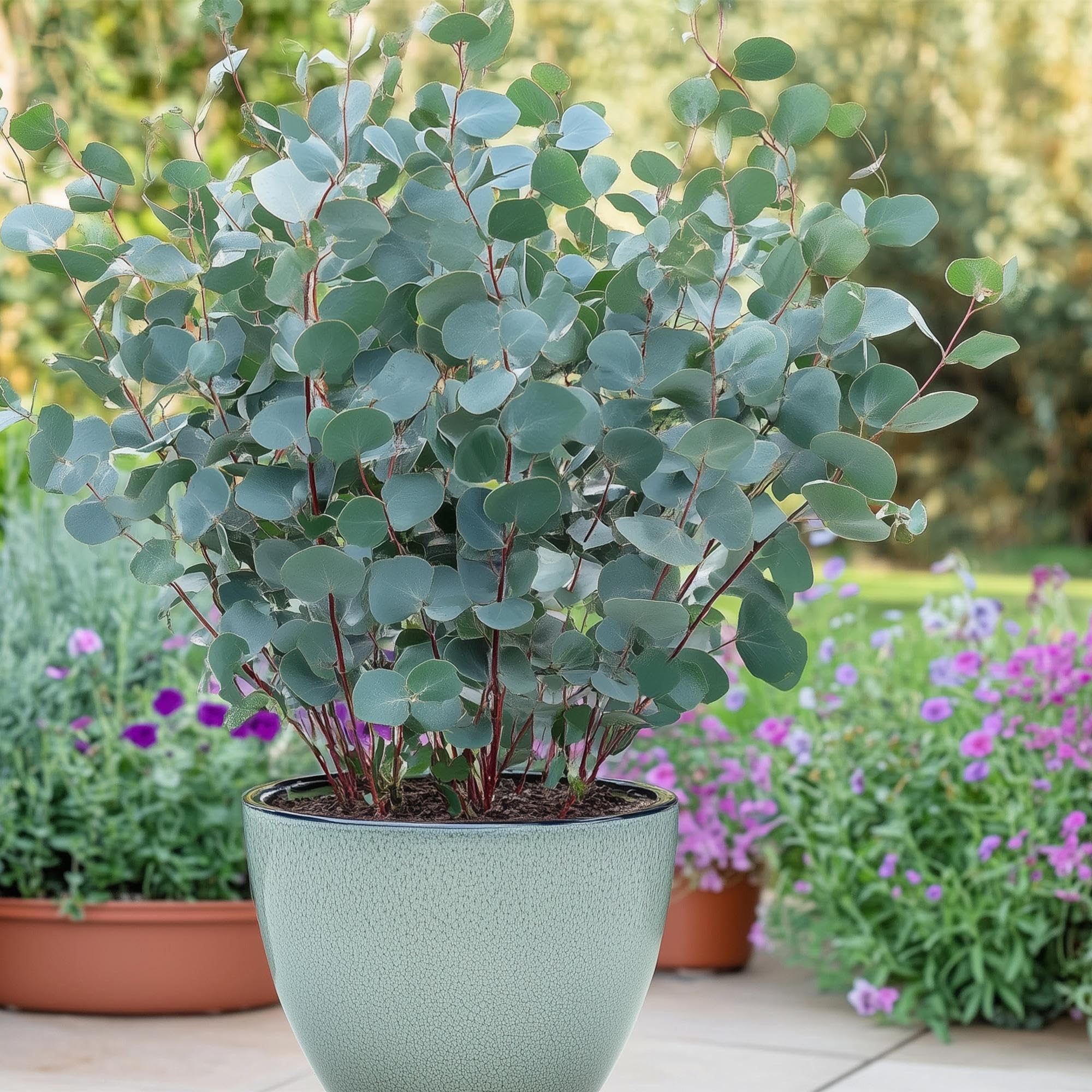 Planta de Eucalipto Gunnii para Terraza, Hojas Gris Azulado, Pack de 2