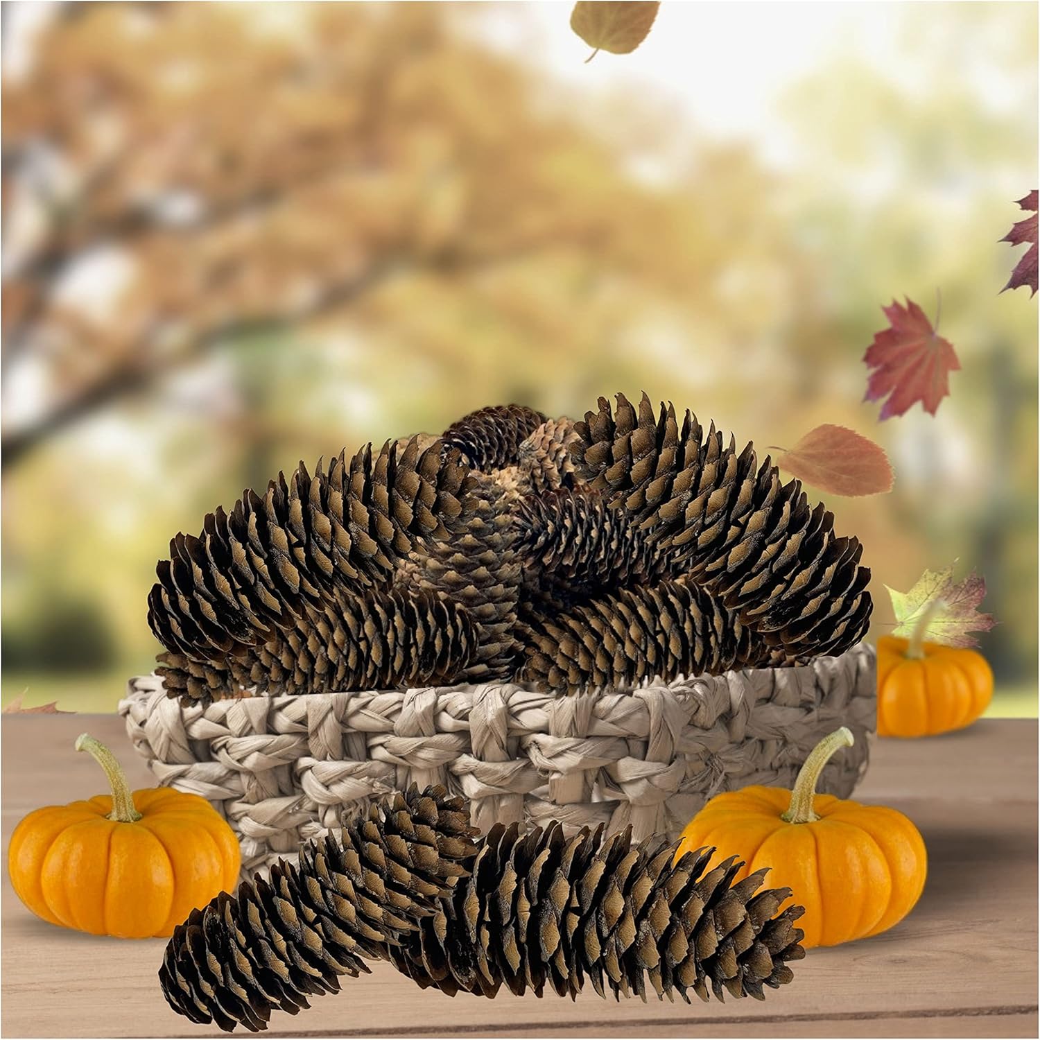 BANBERRY DESIGNS Natural Brown Spruce Pinecones - Set of 36 - Decorating Accessories - Crafting - DIY - Fall Thanksgiving Christmas Decorations 5" to 6" L