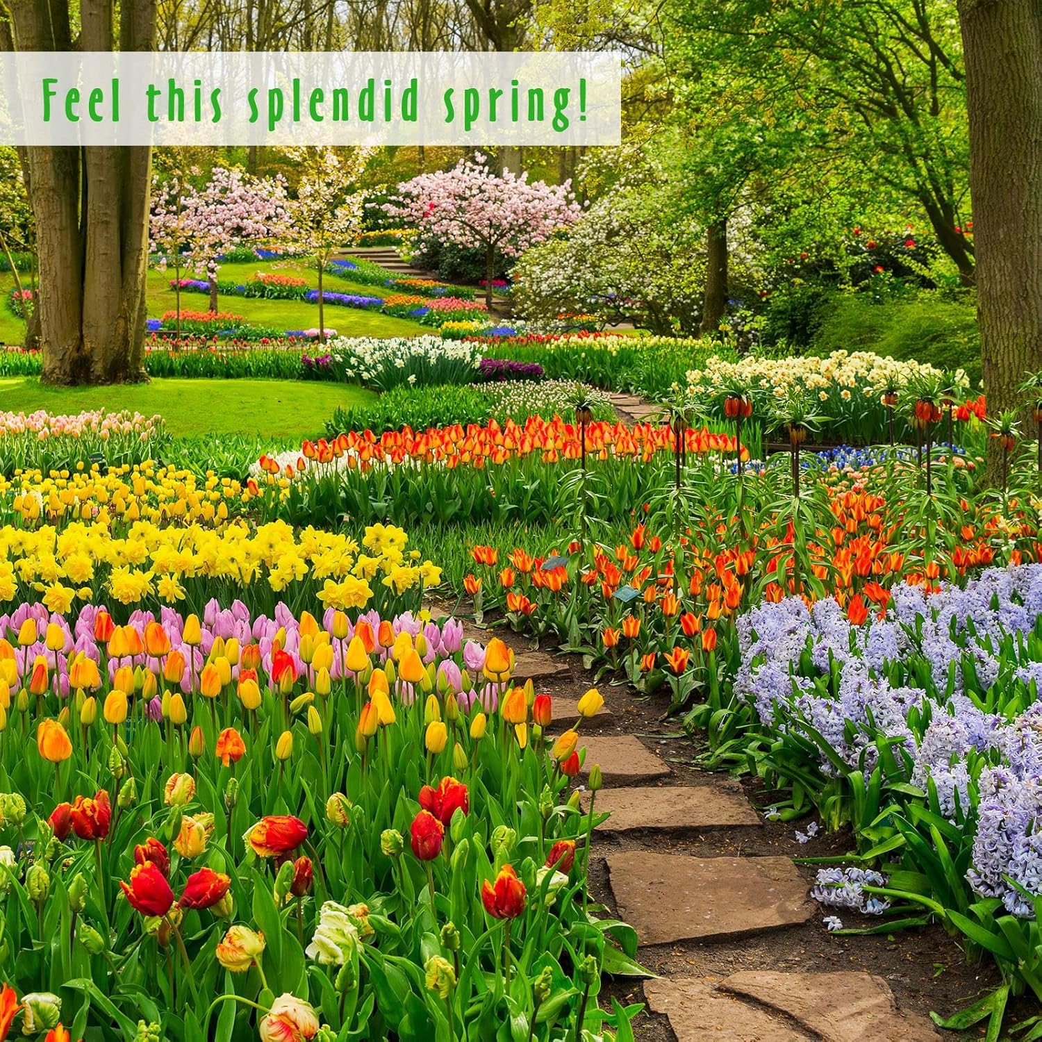 Spring Fragrance Oils Set of 14, MitFlor Premium Diffuser Essential Oils, Candle Making Scents, Aromatherapy Essential Oils Gift Set, Cherry Blossom, Garden Iris, Spring Bloom, 14x10ml - Image 6