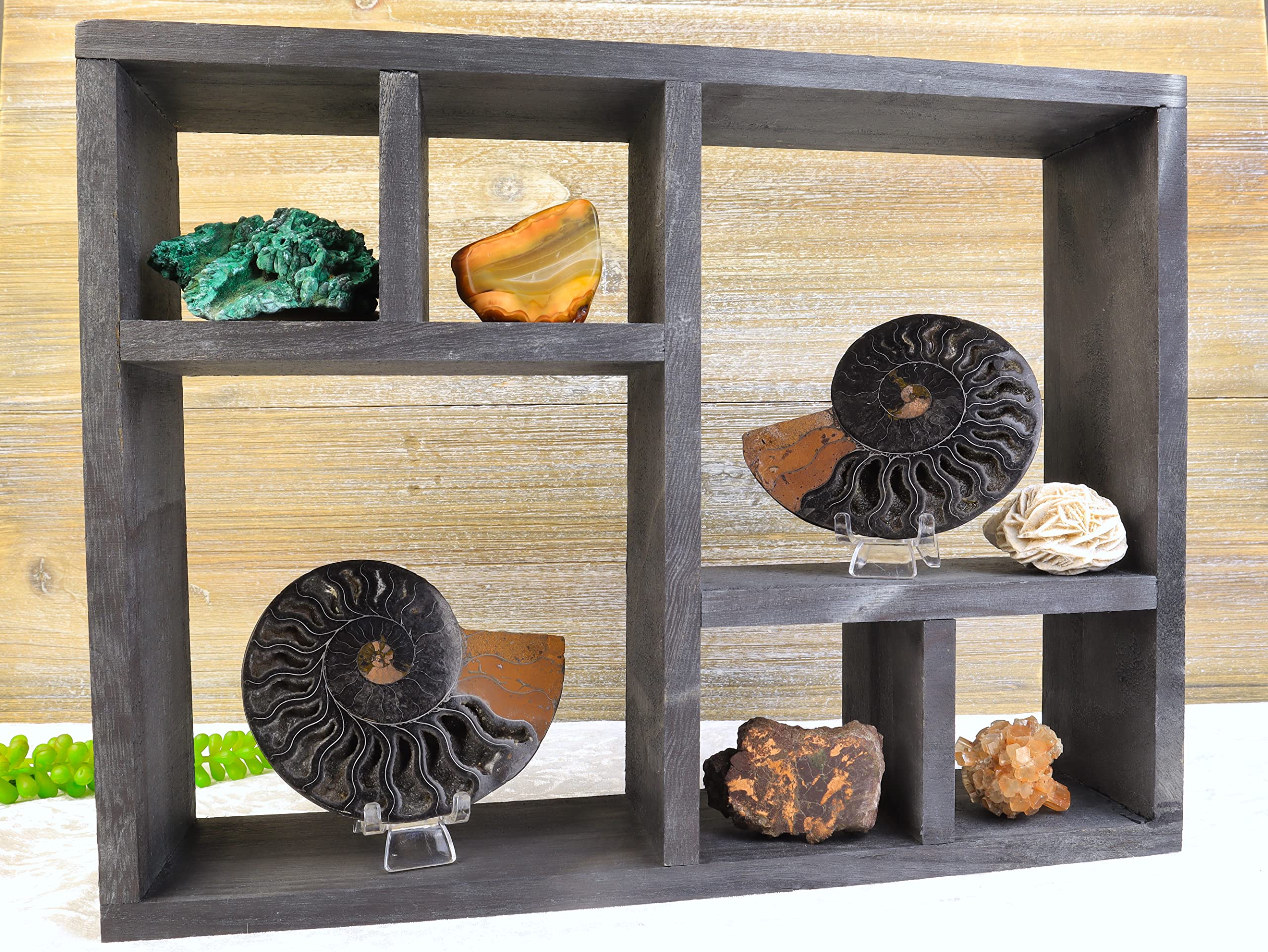 置物 Bell stone Amazon.com: Shelf & Stone Mini Fossil & Crystal Display