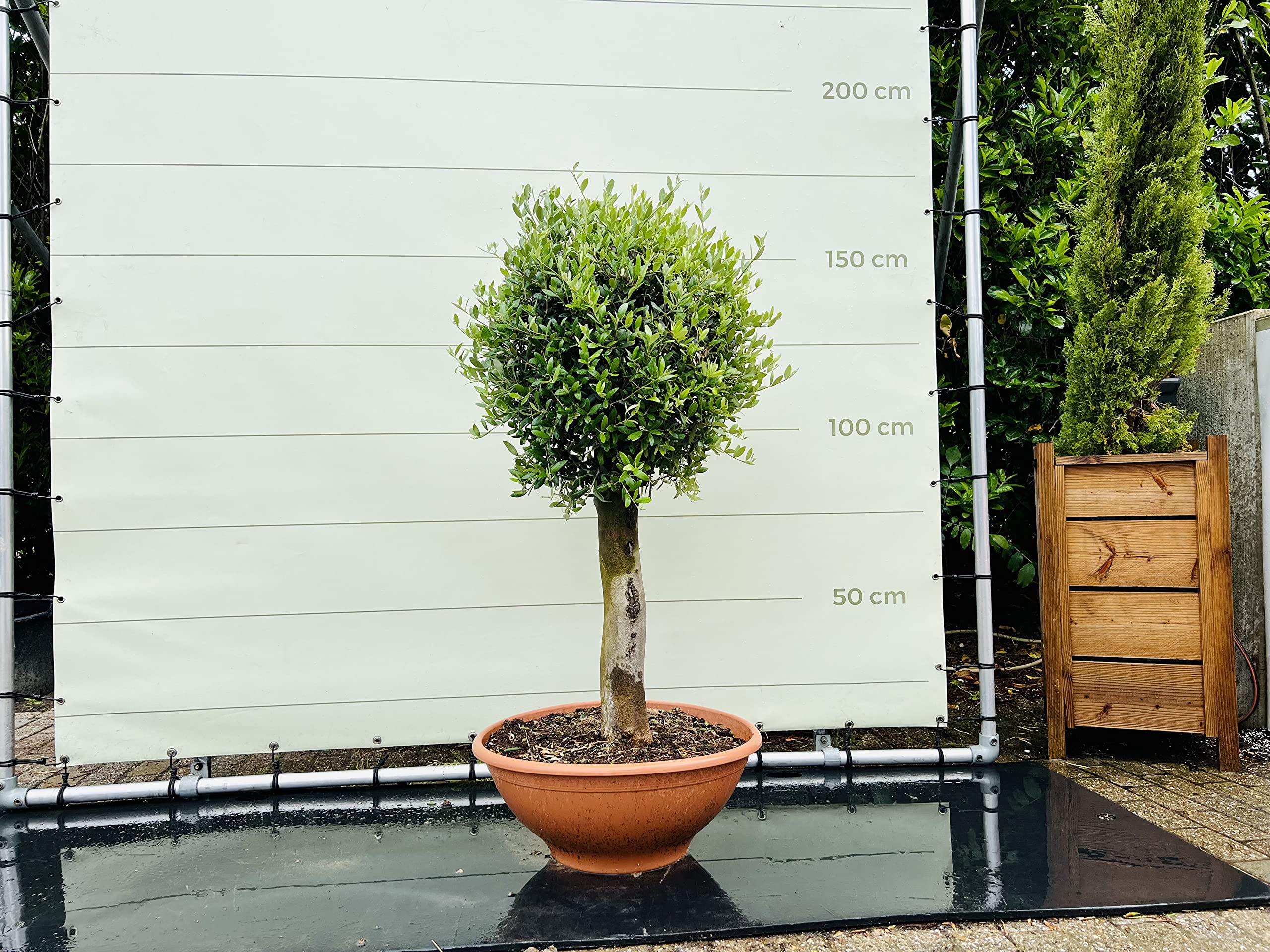 Tropictrees - Olivenbaum - Olea europea - 150 cm - Stammumfang 25-40 cm A+  : Amazon.de: Garten