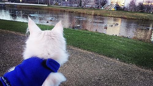 Miniatura 6 de mynwood Cat/Arnés Azul chamarra De Lana Adulto