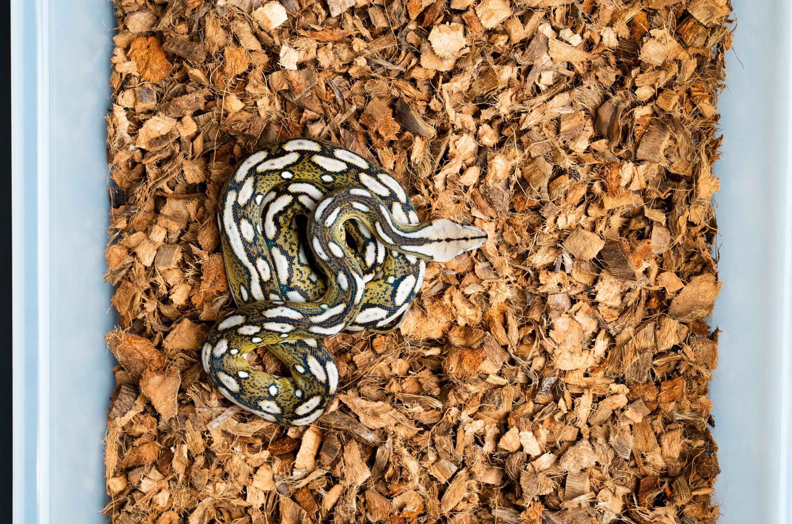 Sustrato de cáscara de coco para reptiles, bloque de 10 libras