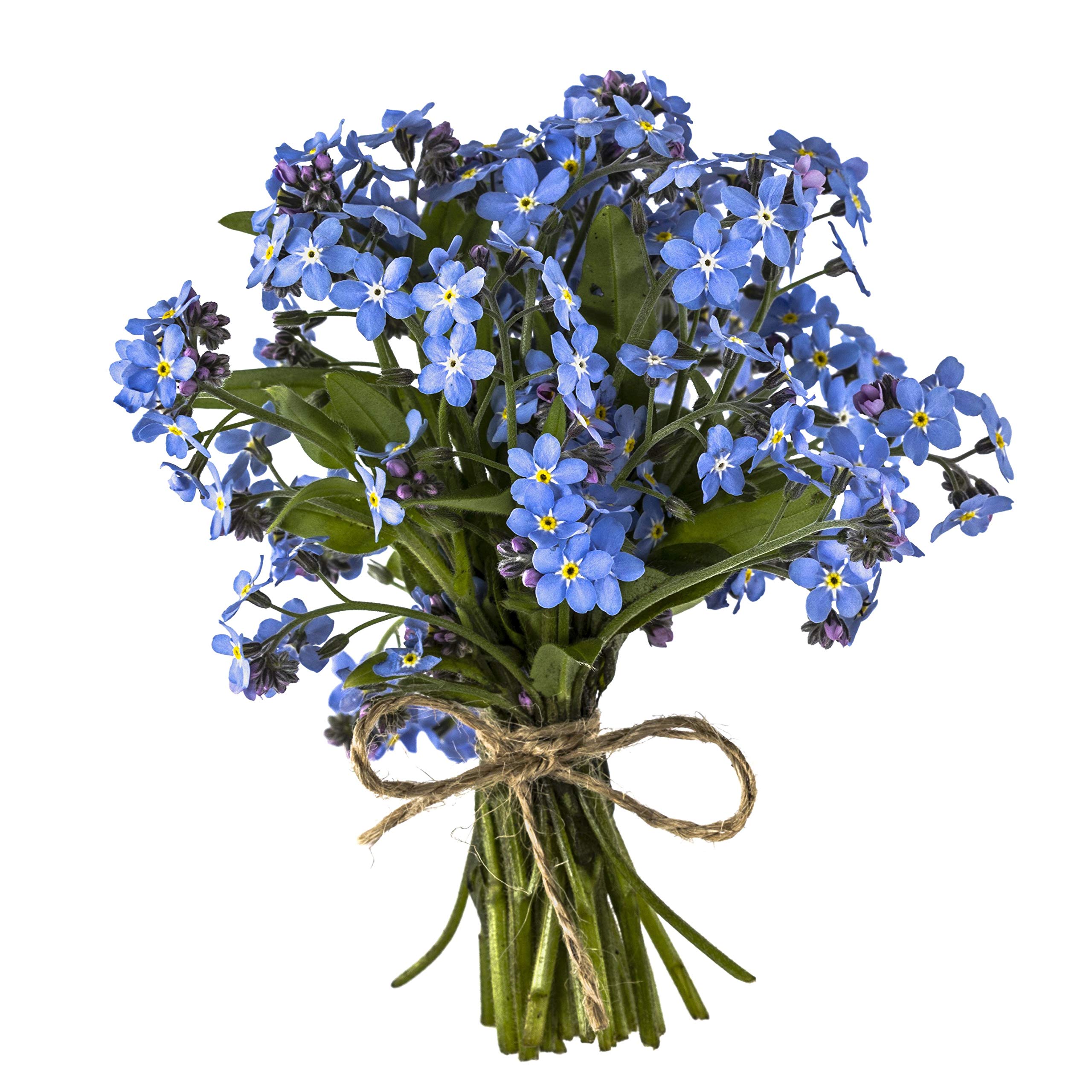 Myosotis Forget Me Not Sylvatica - 0.5 Grams, Approximately 1,800 Seeds