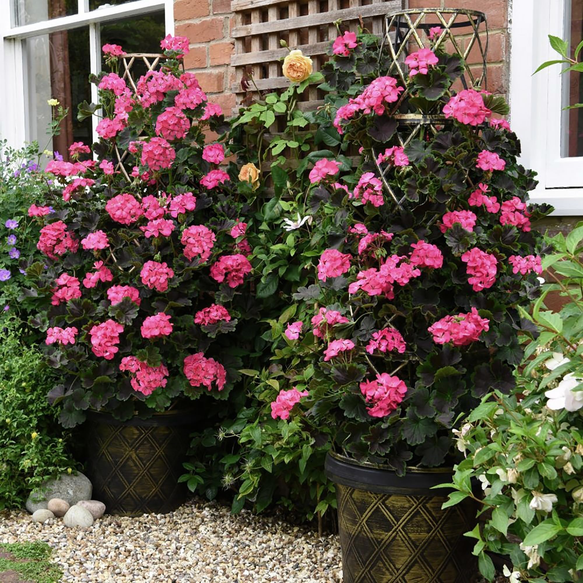 Amazon.com : QAUZUY GARDEN 100 Climbing Light Pink Geranium Flower