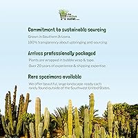 Vista 5 de Cactus Outlet - Ferocactus Gracilis - Cactus de Barril - Plantas de Cactus Vivas - Plantas de Cactus de Barril Vivas - Plantas de Cactus de Barril