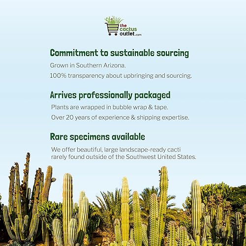 Miniatura 5 de Cactus Outlet - Ferocactus Gracilis - Cactus de barril - Plantas de cactus vivas - Plantas de cactus en barril vivas - Plantas de cactus en barril