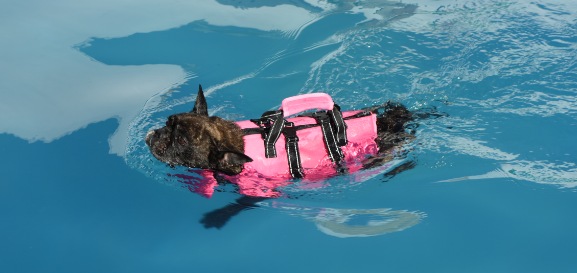 Dogcheer Ripstop Dog Life Jacket With Dual Handles | Adjustable Swim Vest, Reflective, High Buoyancy For Small To Large Dogs