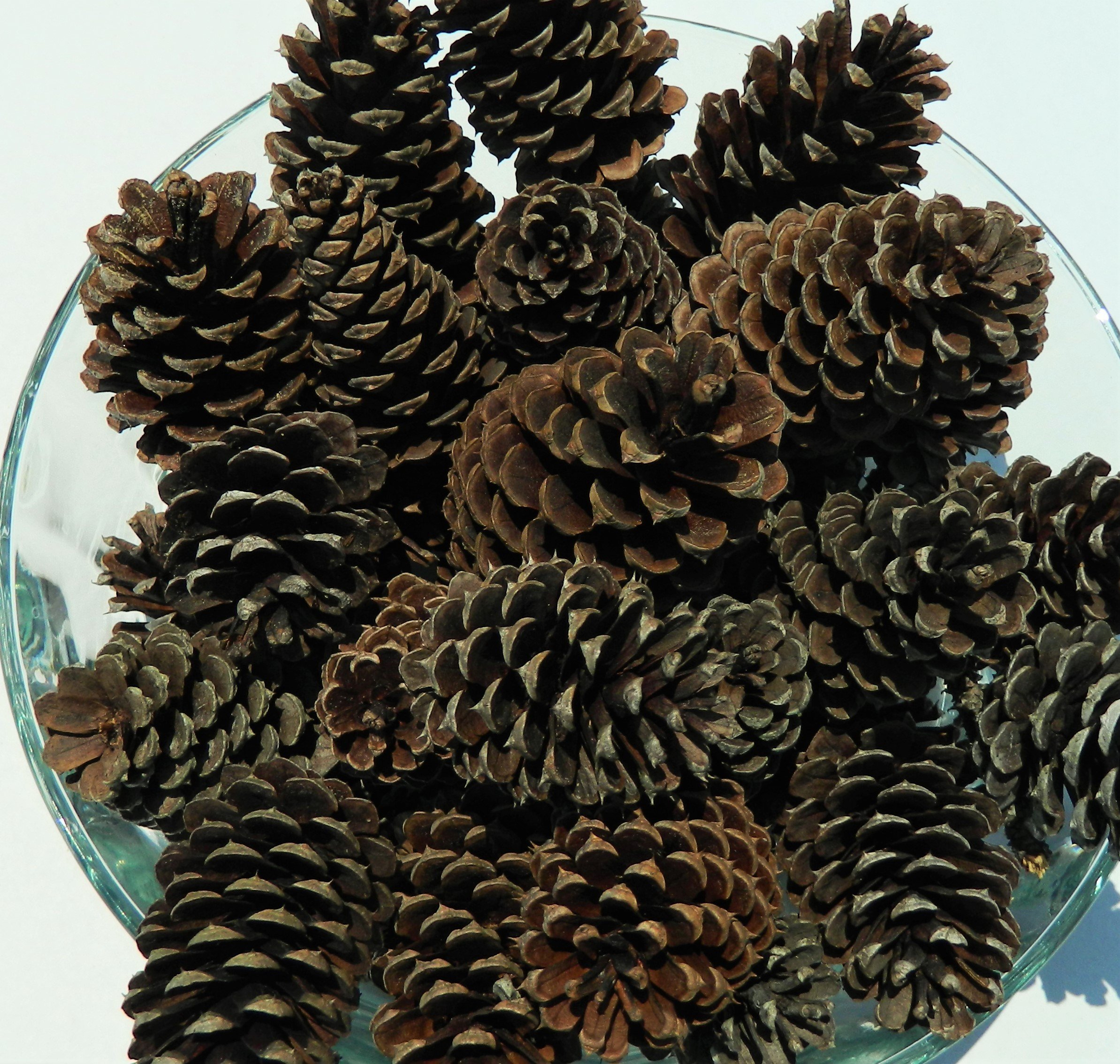 E M U Loblolly Pinecones 25 ct