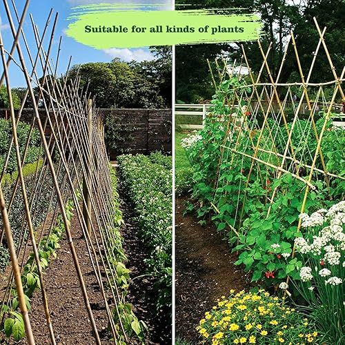 Miniatura 7 de 30 piezas de estacas de bambú de 310" D más gruesas y resistentes de 2 pies, estacas naturales de jardín para tomate, frijol, flores, árboles en
