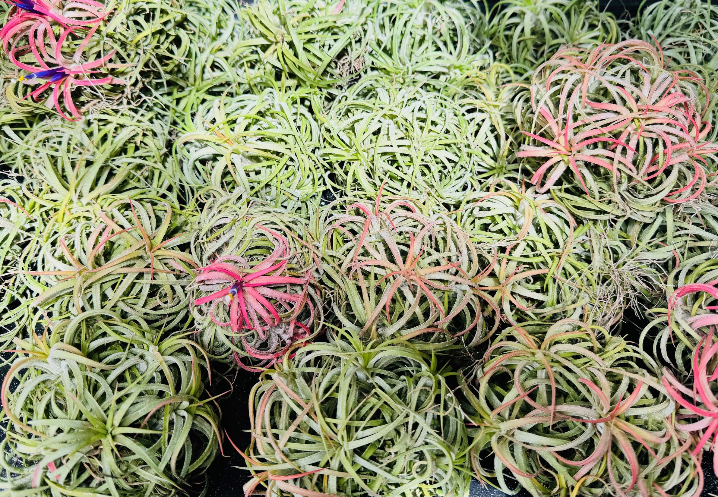 Tillandsien Pflanze - Luftpflanze echt - Air Plants - Tilldandsia - 1 x  Luftplanze Ionantha Rubra Traube - Bromeliengewchs - Bromelien - Pflanze  ohne Erde - Trendyairplants - (ca. 15cm) : Amazon.de: Garten
