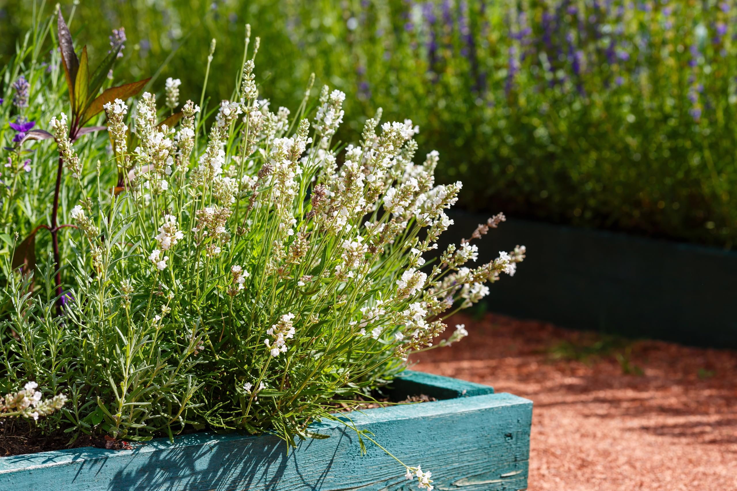 Stauden Gänge 10 x Lavandula angustifolia 'Alba' Echter Lavendel winterhart | Immergrüne Staude für Sonne, Blüte Juli bis August, mehrjährig, 9x9 cm Topf