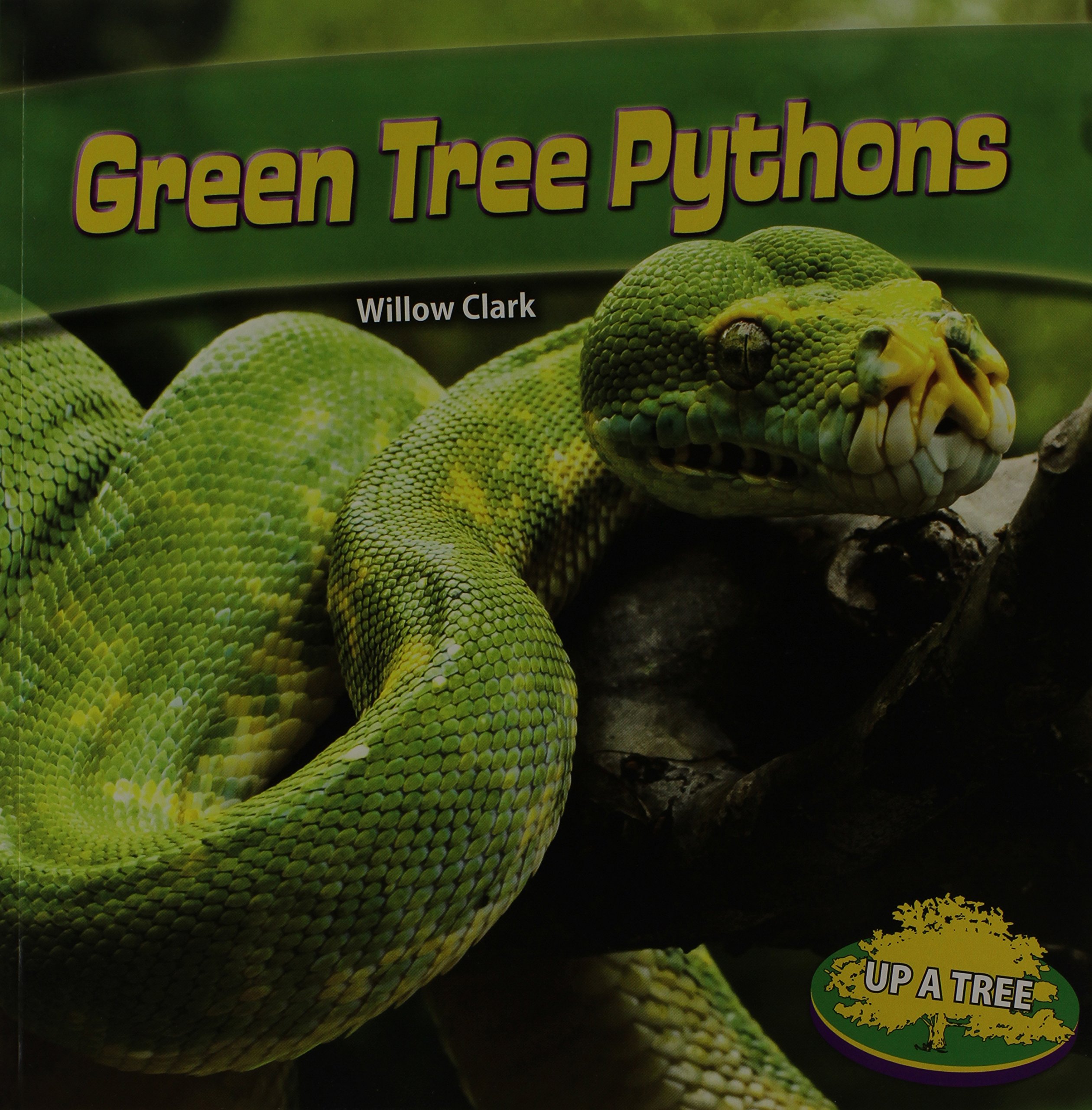 Green Tree Pythons