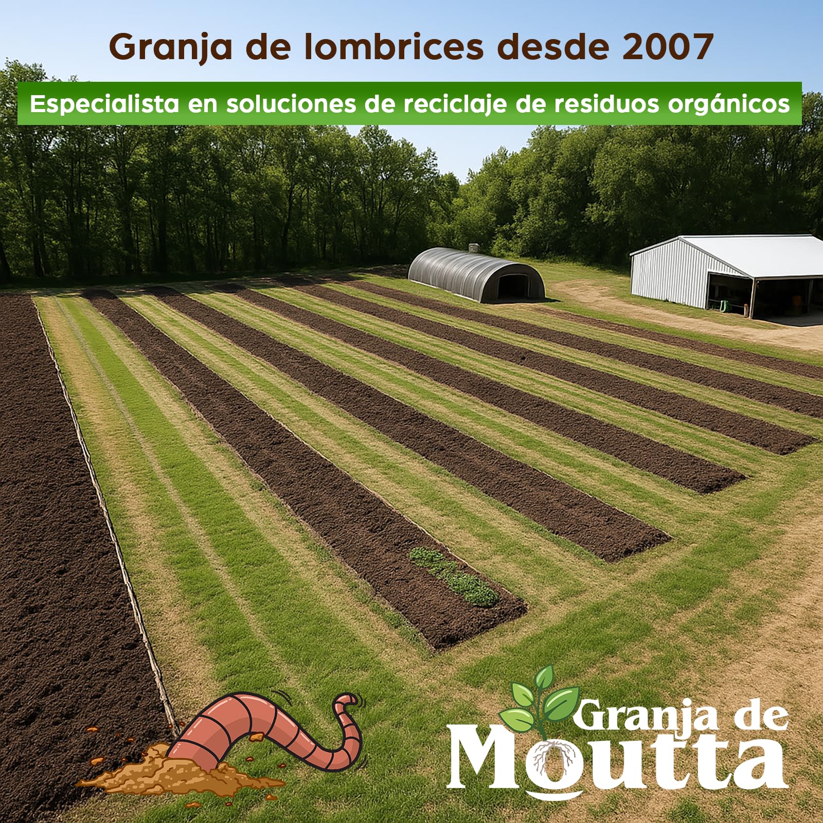 Lombrices 250g (500 uds. aprox.) | Lombriz de tierra vivas Eisenia, elabora compost con tus residuos orgánicos - Para vermicompostador/compostador/jardín