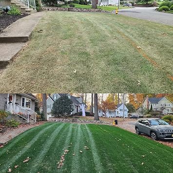 NightShift (Formerly Blackout) Kentucky Bluegrass & Perennial Ryegrass Grass Seed (10 lbs)