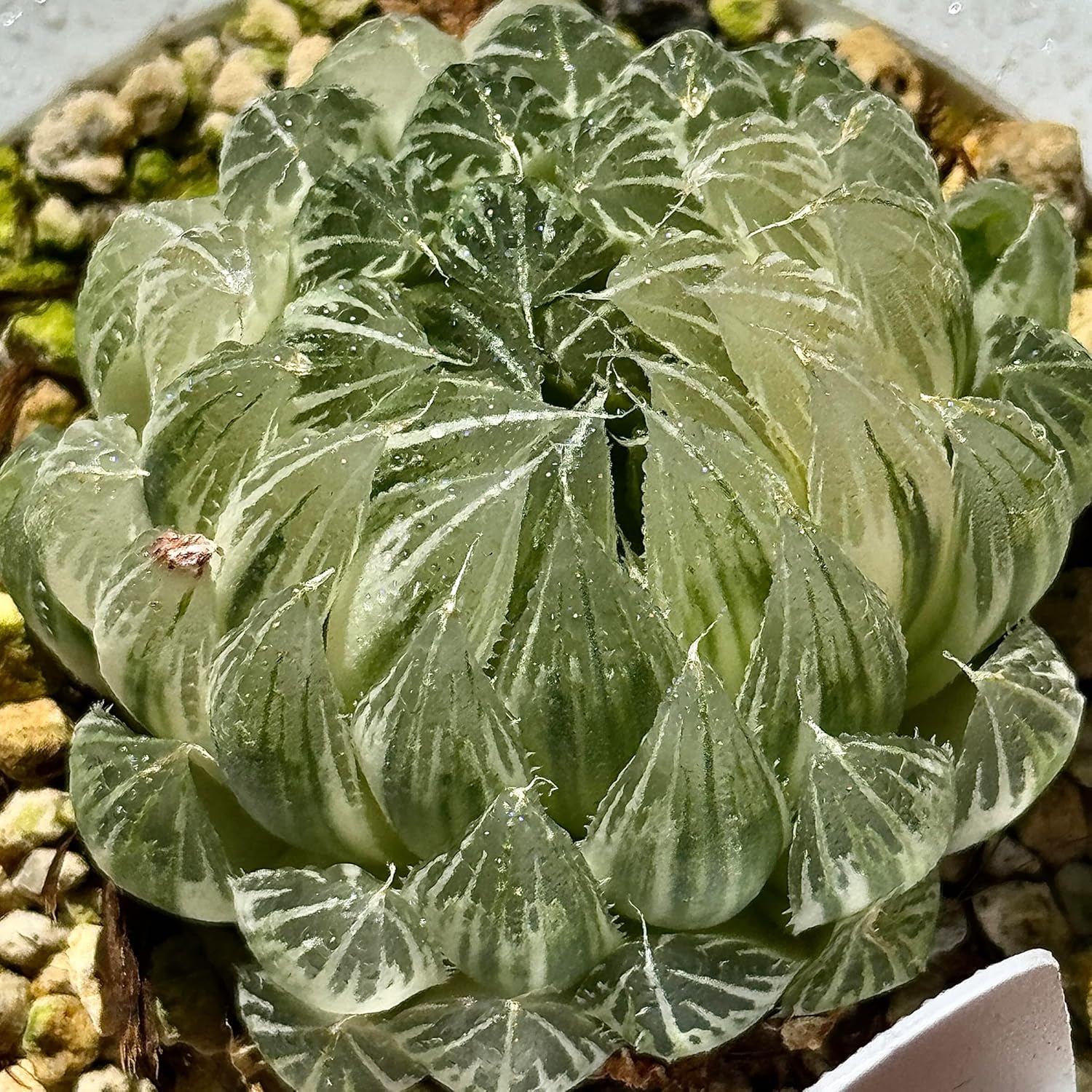 多肉植物　プリドニス錦 大苗  抜き苗【特定記録付】 多肉植物 プリドニス錦 大苗 抜き苗【特定記録付】 多肉植物