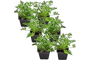 Live Citronella Geranium Plants (6-Pack); Geraniums Live Plants