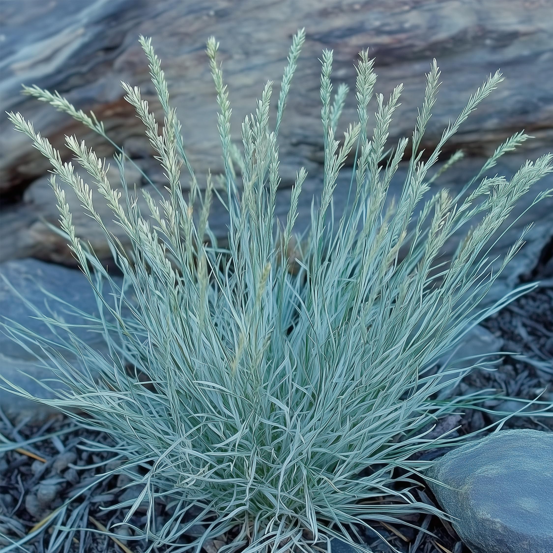 Plant in a Box - Paquete de 6 gramíneas ornamentales - Stipa, Festuca y Carex - Maceta 10,5 cm - Altura 15-25 cm