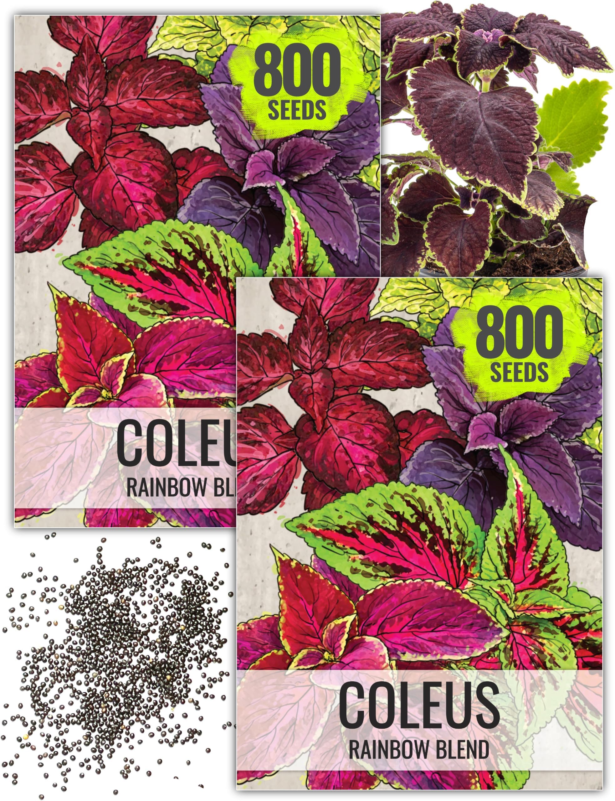 Seed Needs Coleus Seeds for Planting Rainbow Painted Nettle - Heirloom & Open Pollinated Mixed Flower Seed to Grow an Outdoor Butterfly Garden to Attract Pollinators (2 Packs)