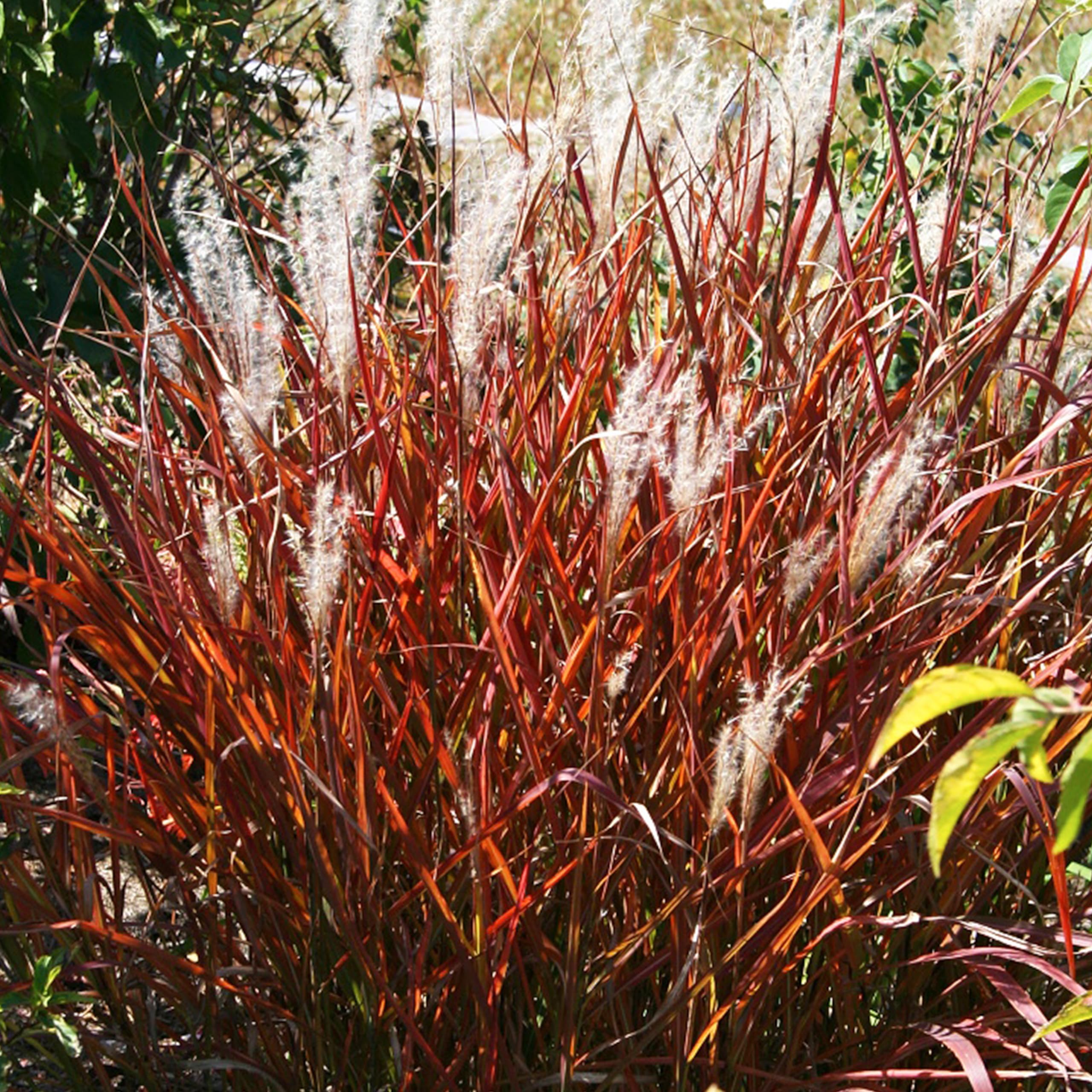 Amazon.com : Ornamental Grass, Flame Grass, Outdoor Planting