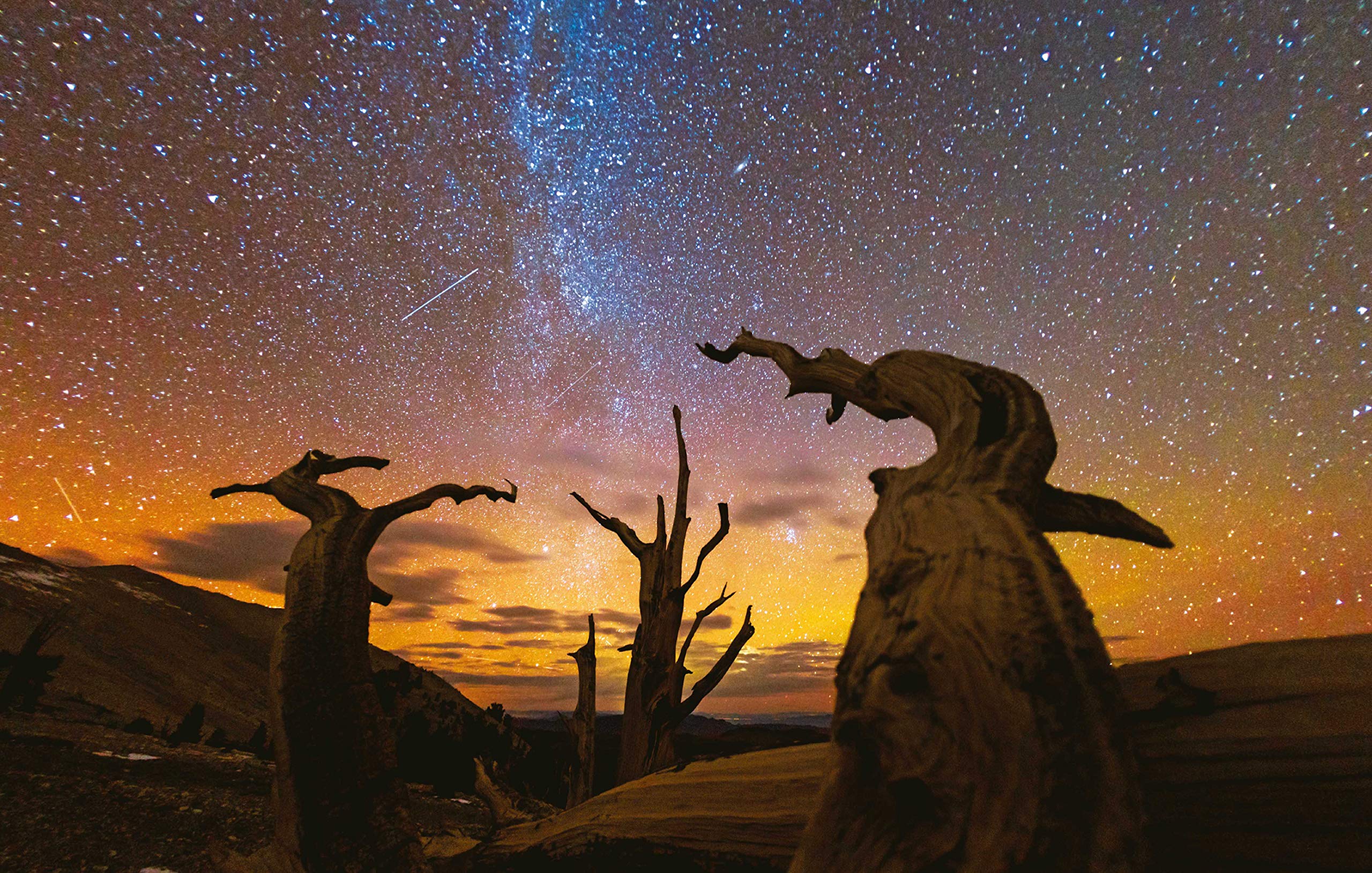 Alberi tra cielo e terra. Ediz. a colori