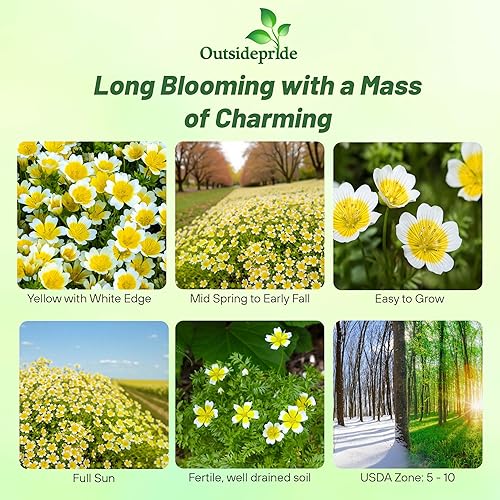 Miniatura 2 de Outsidepride Meadowfoam Seeds - 2000 unidades. Semillas anuales, autosembradas y de bajo mantenimiento, semillas de cobertura del suelo para plantar