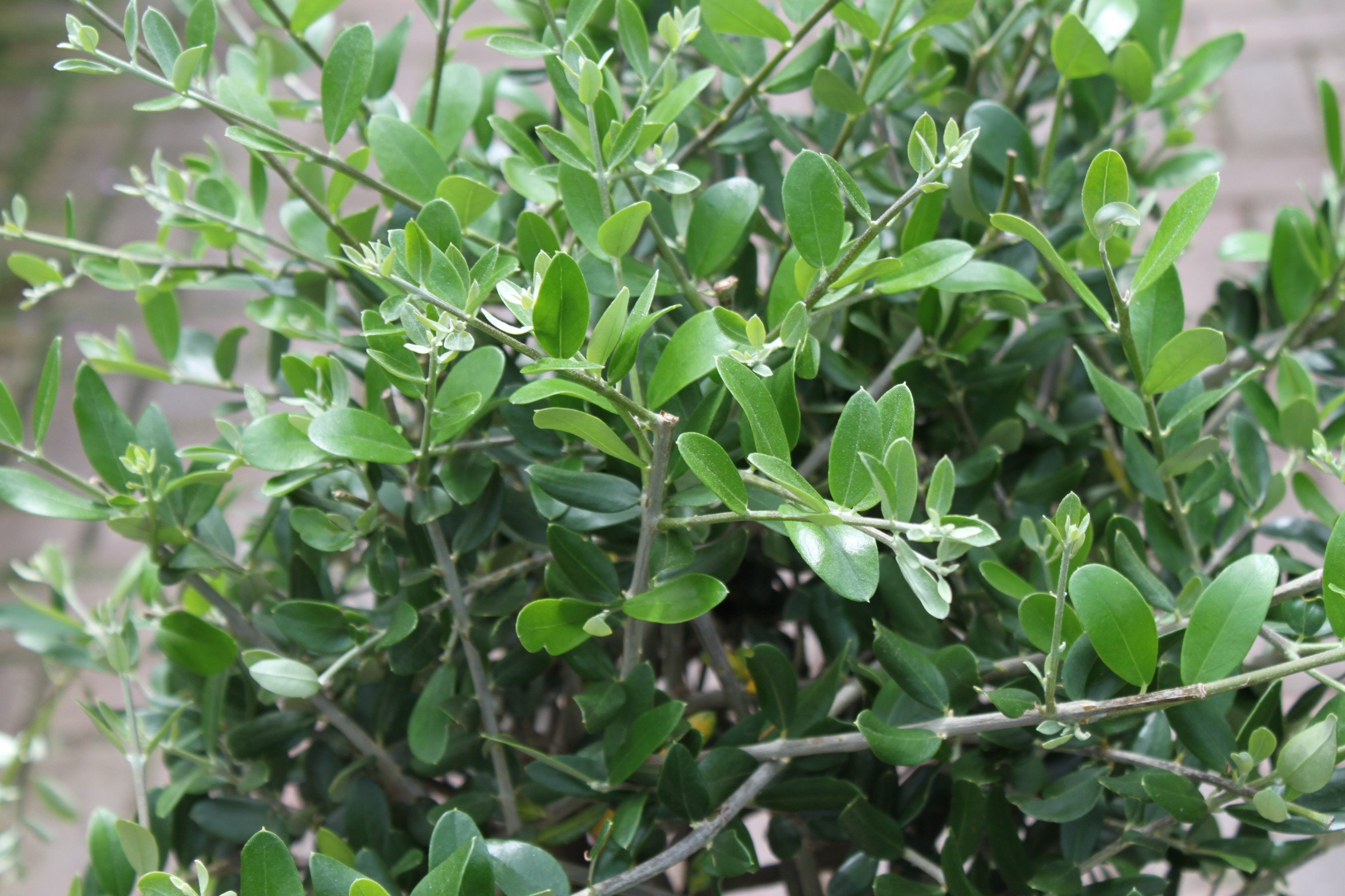boiron thuja occidentalis Boiron Thuja Occidentalis Pellets – Terrens Wellness Centre main image 1