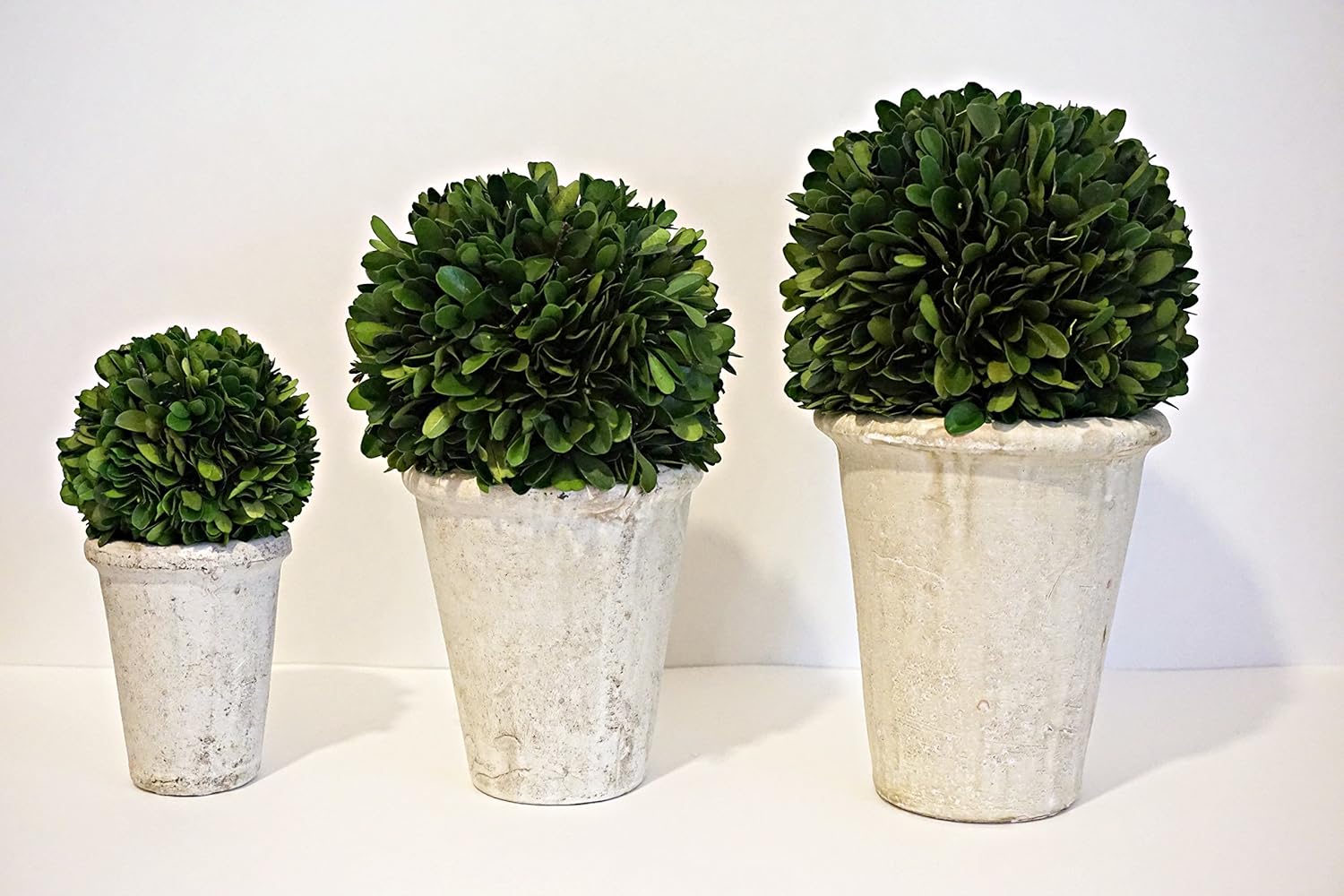 Preserved Boxwood Ball in Pot Set