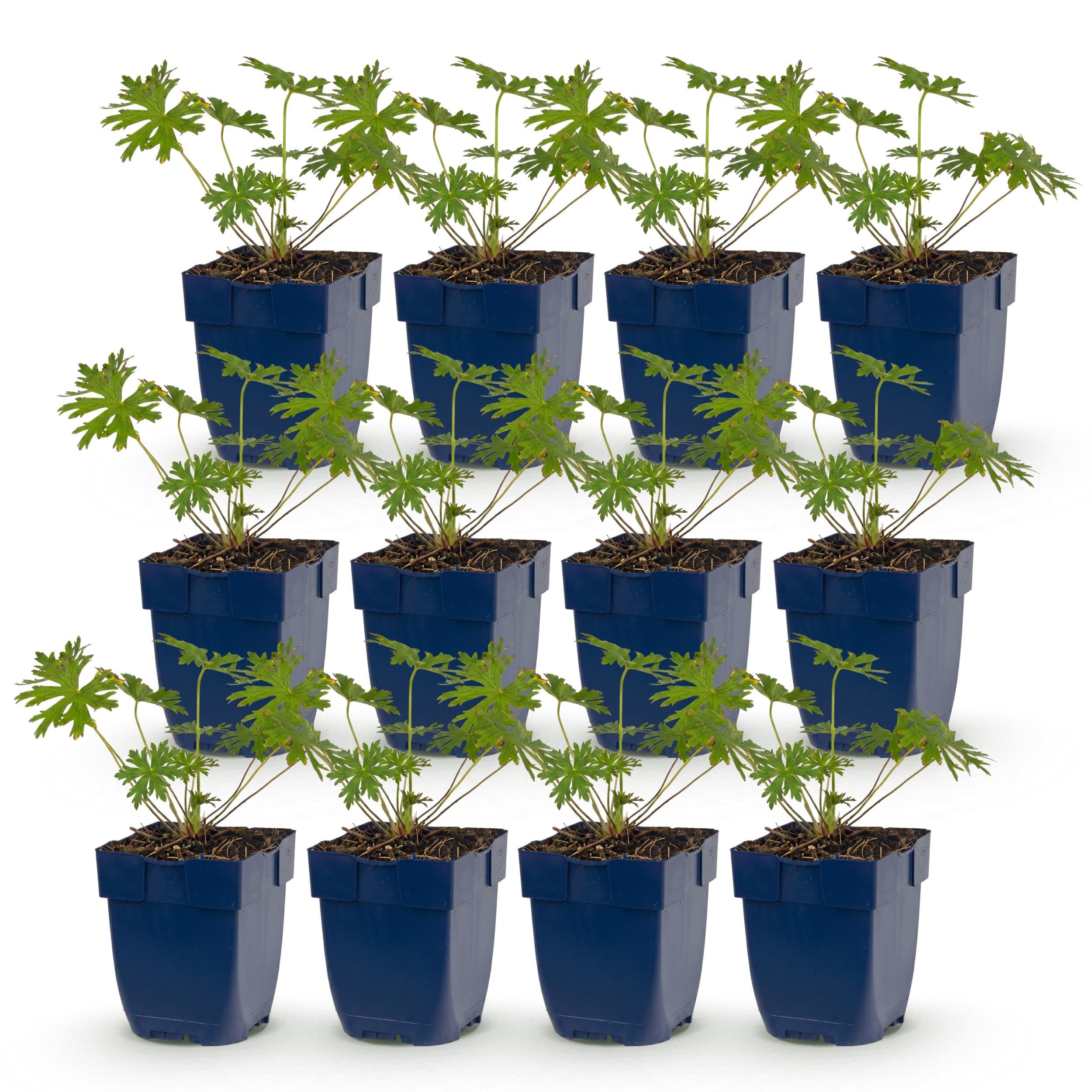 Geranium Johnson's Blue – żurawka – roślina okrywowa – niebieska – 12 sztuk - 15-25cm - Ø11cm - Roślina ogrodowa