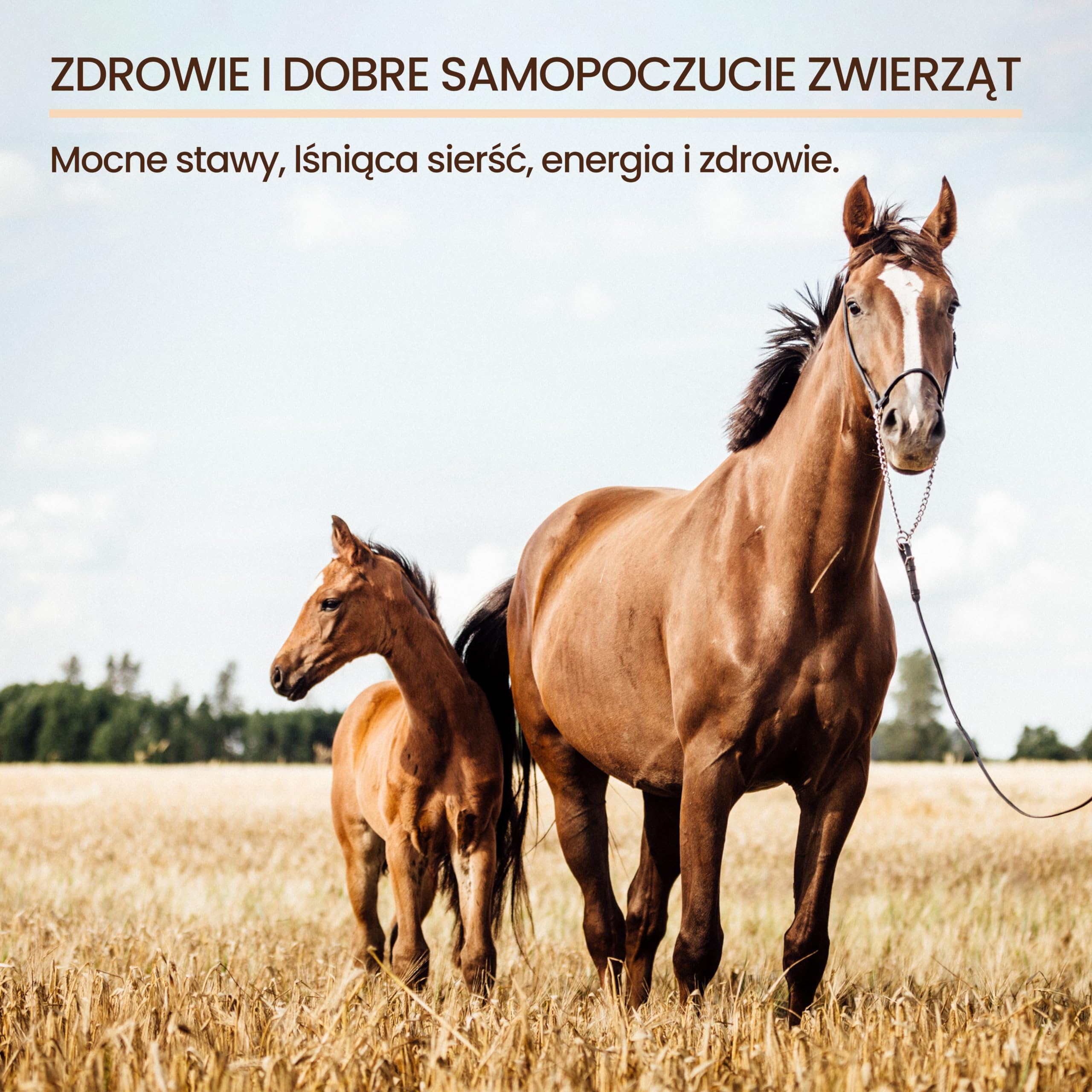 bleu & marine Bretania - Naturalny Olej Lniany dla Konie i Psy | Wspomaga Trawienie | Zapewnia Błyszczące Futro | Zrównoważone Karmienie | Przeciwzapalne Właściwości, 5000 ml