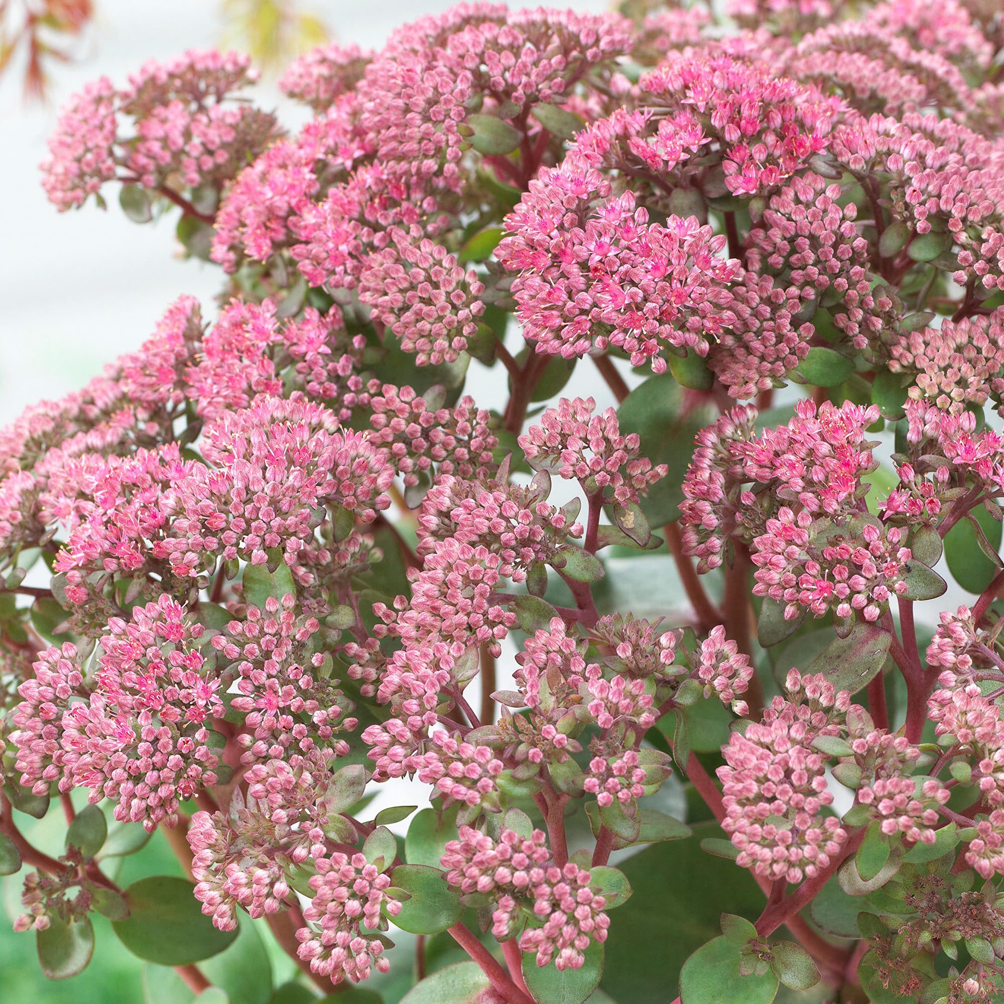Sedum Seduction Pink Live Plant - Sun Loving Hardy Perennial Succulent with Vivid Pink Flowers, Fast Draining Drought Tolerant Architectural Garden Border Plant for Bees & Wildlife (9cm Pot, 20-30cm)