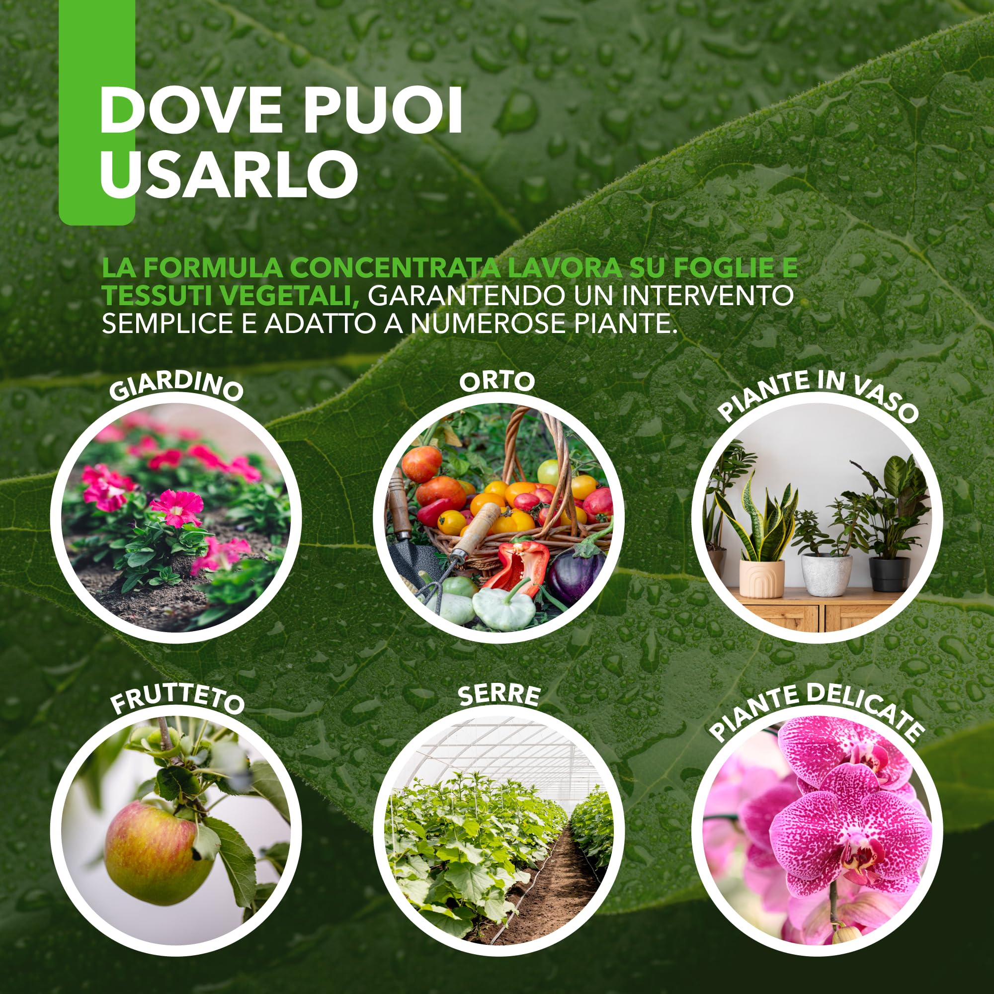 Combi Concentrato BioNee – Trattamento Naturale per Piante con Olio di Neem + Sapone Molle | Contra Afidi, Cocciniglie, Acari, Parassiti | Idrosolubile da Diluire (5 litri)