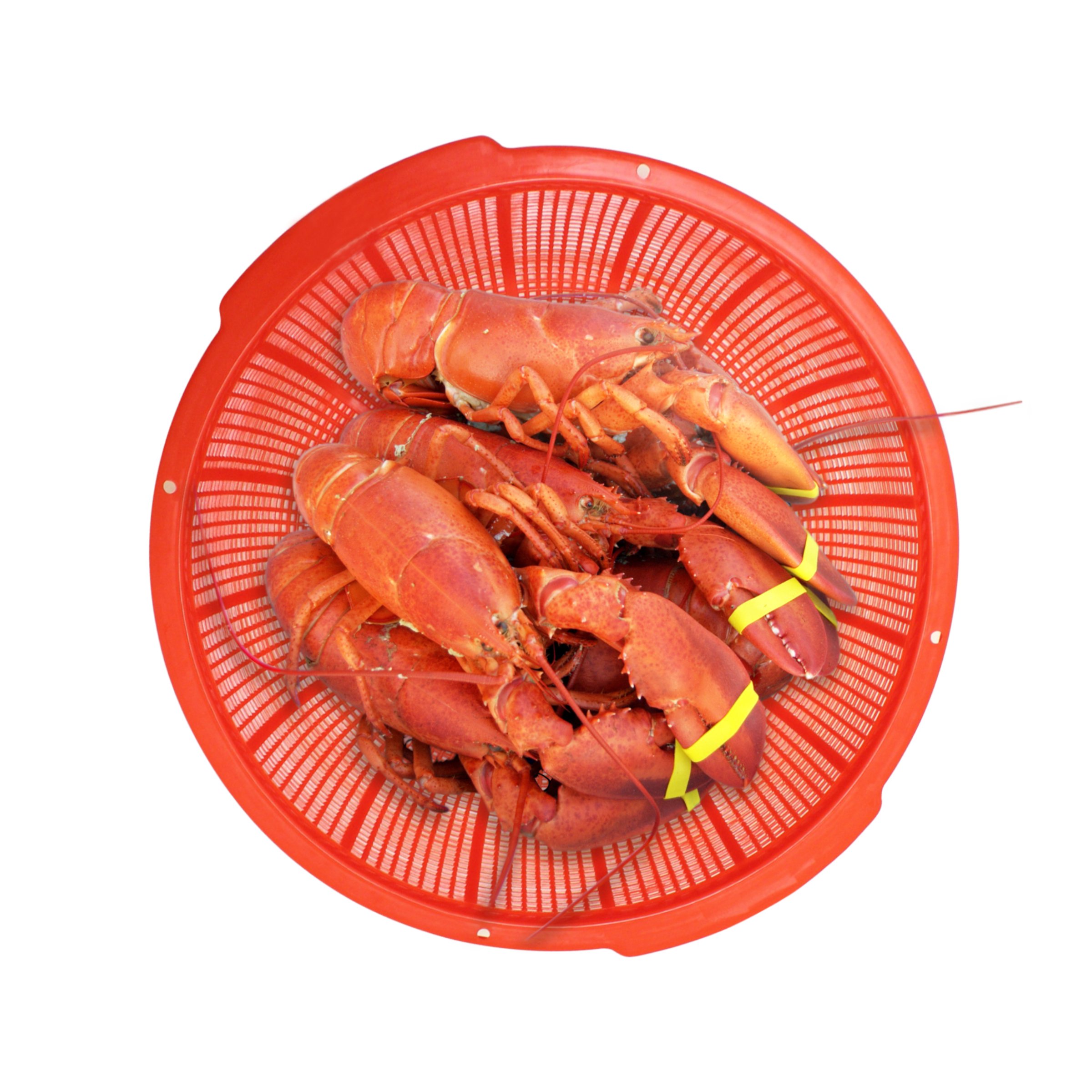 Excellante Heavy Duty Plastic Perforated Vegetable and Wash Basket (2 Pack), Red