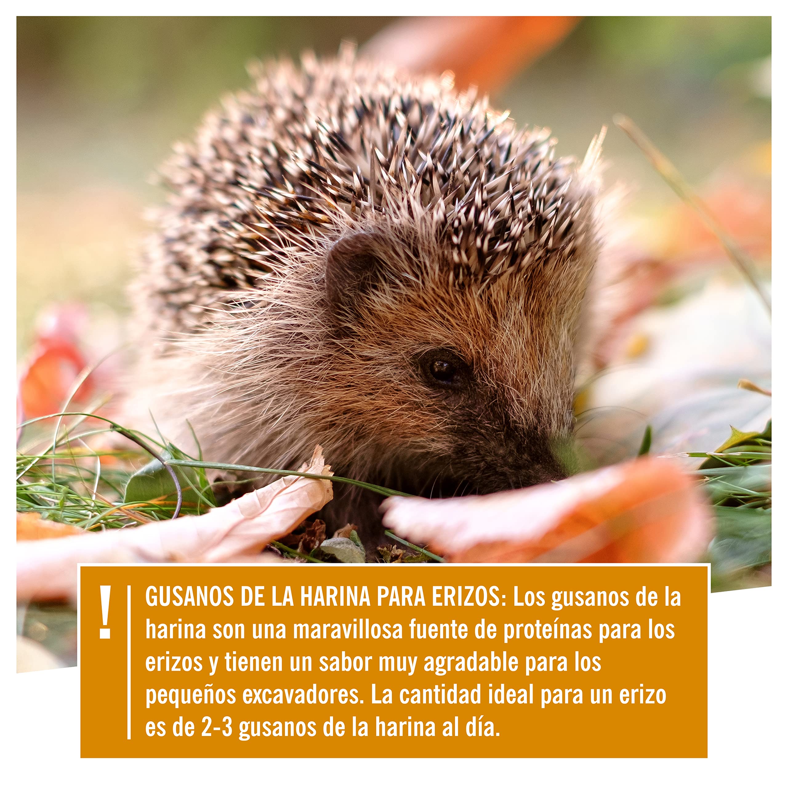 Corazón Animal Salvaje I Noble Gusanos de la harina, seco 5 litros I Gusanos de la harina seco para pájaros y erizos I 800g