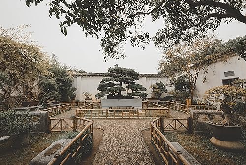 Miniatura 2 de Paquete de árbol bonsai Colección de 5 plántulas de árboles vivos The Jonsteen Company