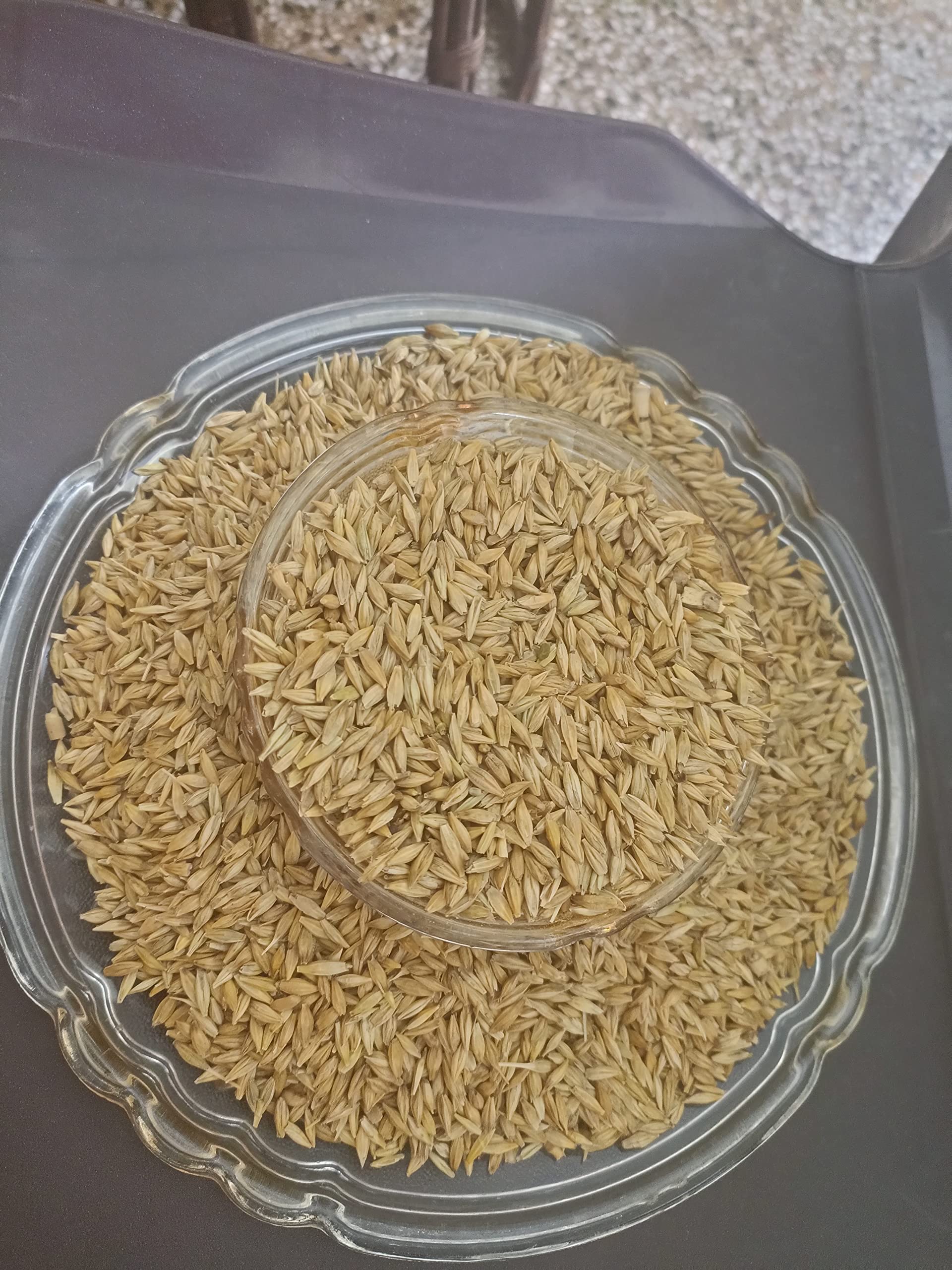 ओबराय Finest Jau/जौ /1000 Grams(1KG) for Birds/Jays/Doves/Pigeons Turkeys/Pheasants/Quail (B0B1QLLP7Y) Amazon Price History, Amazon Price Tracker