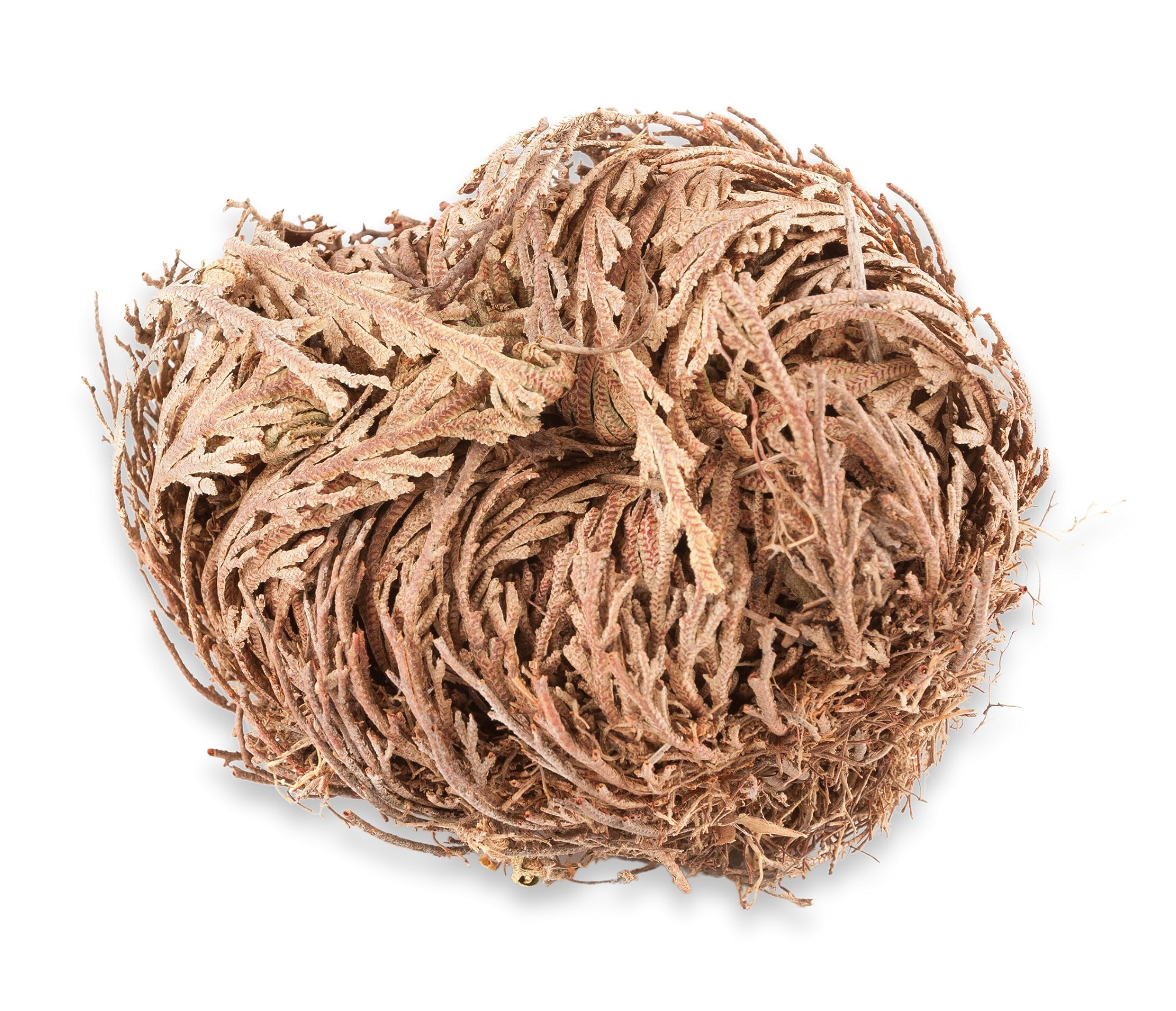 ONE - Rose of Jericho Flower I MEDIUM Size | Flor de Jericó - Resurrection Plant | Selaginella Lepidophylla | Dried Rose I Doradilla Plant | 3''' - 4'